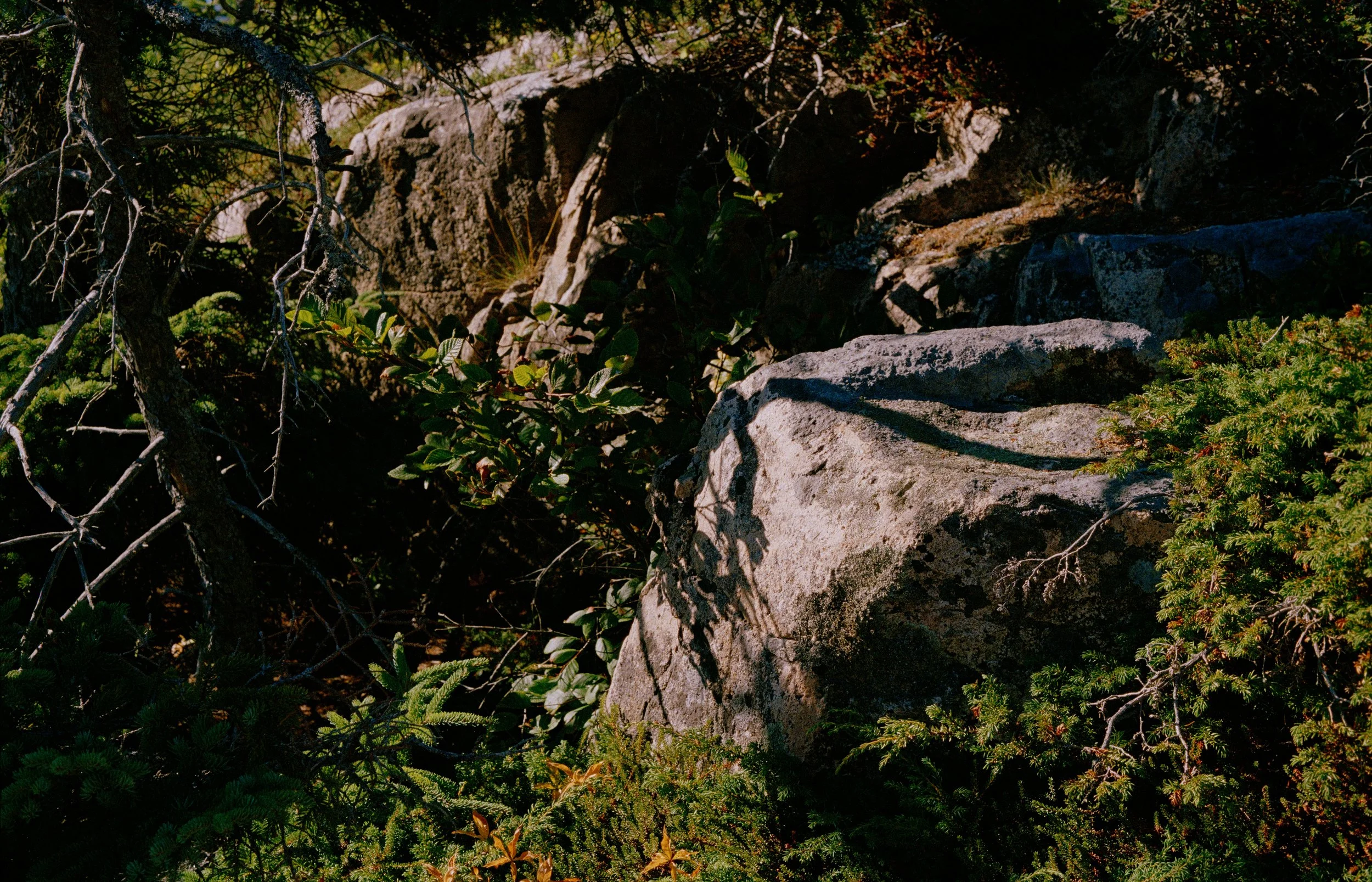 Untitled, from New Eden, 35mm color film photograph. 2025