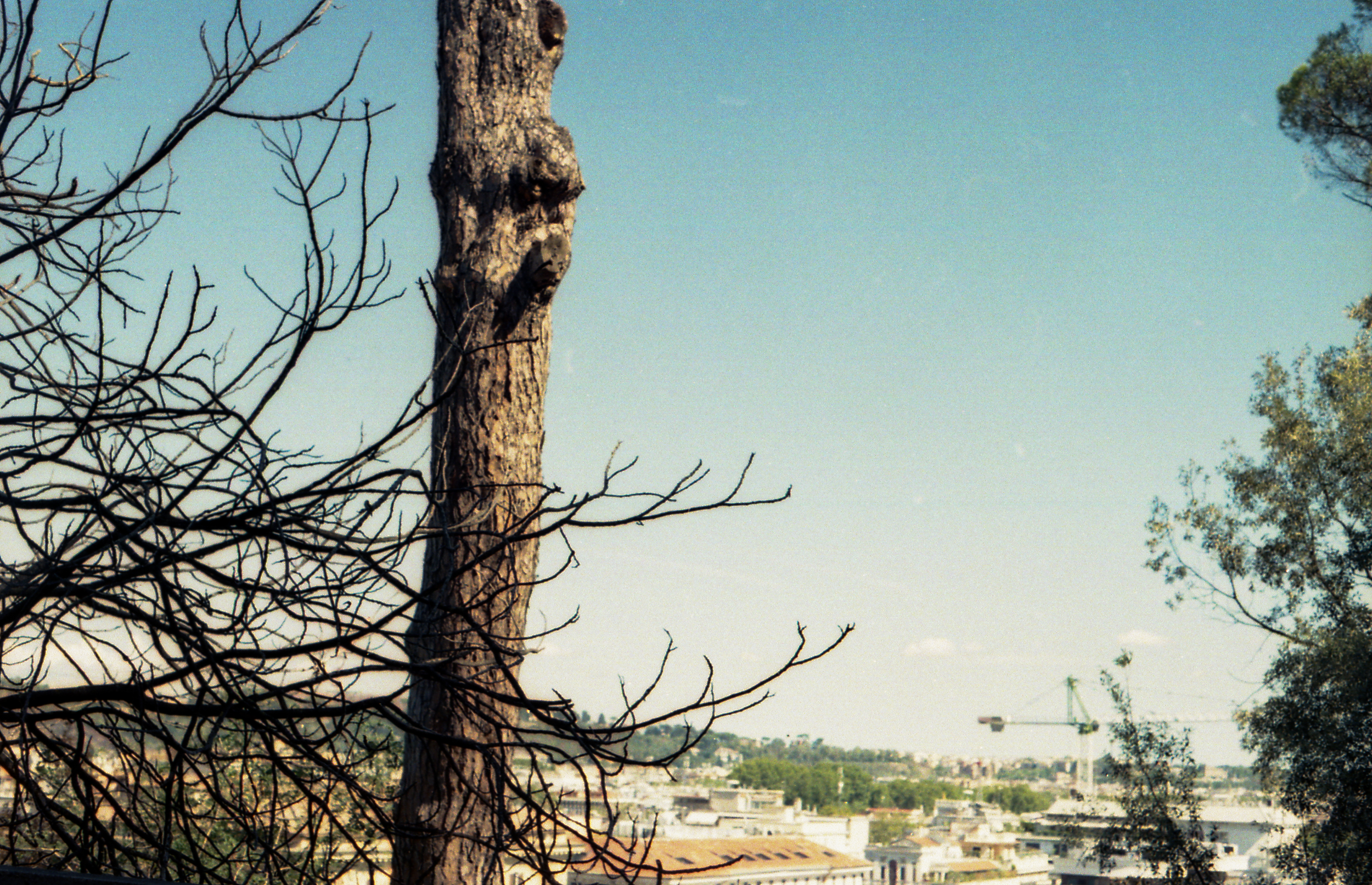 Villa Borghese, color film photograph. 2024