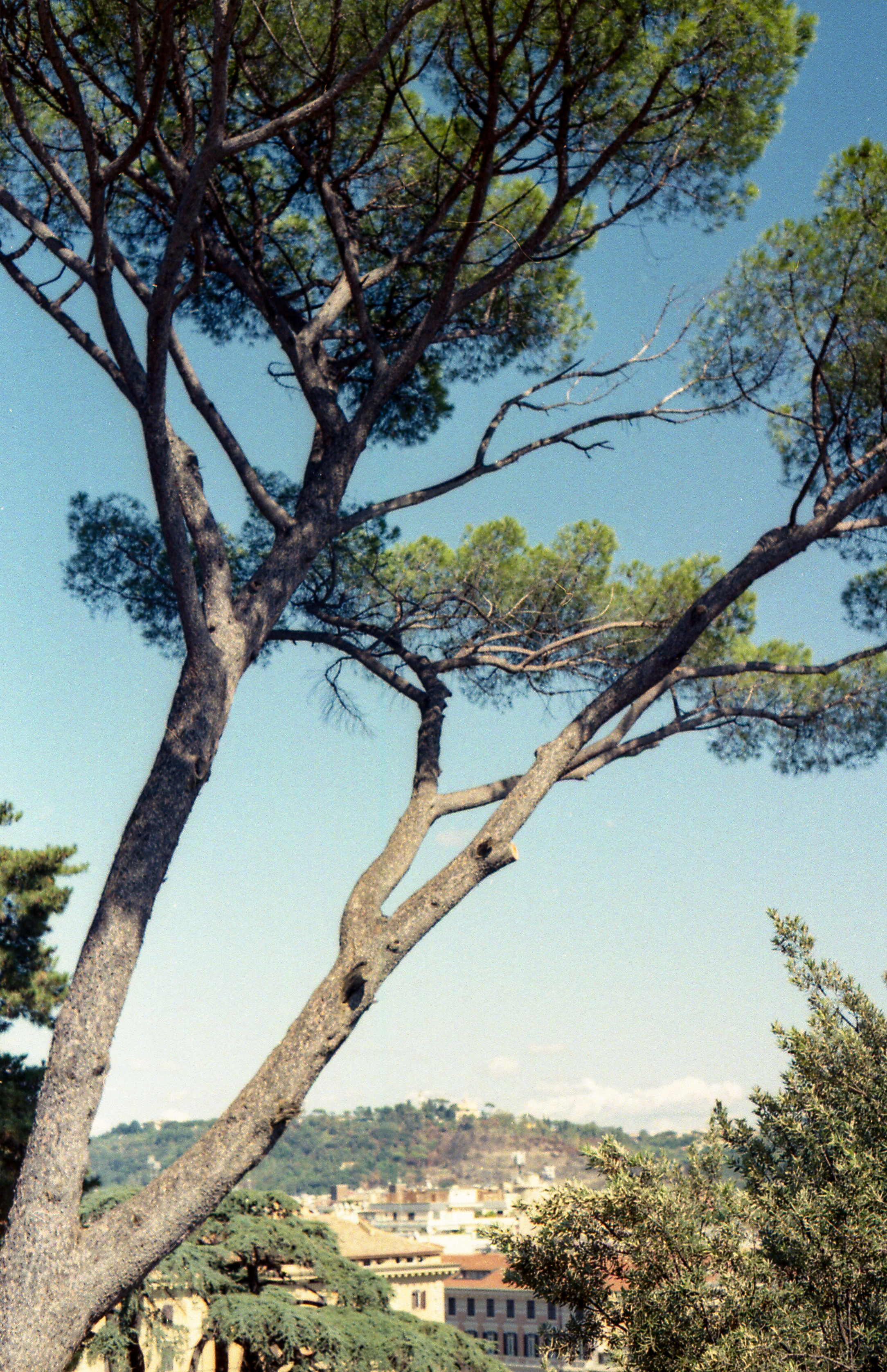 Roma, from Matrilineal Inheritance, color film photograph. 2024
