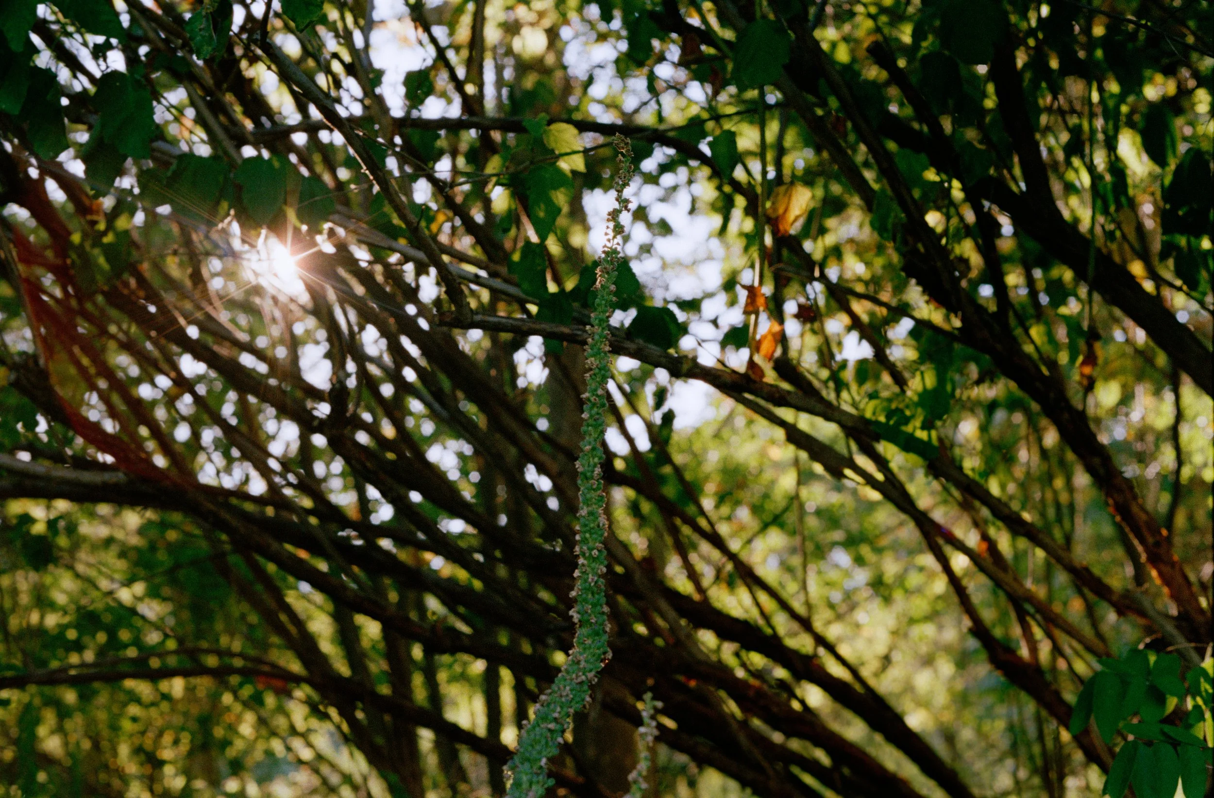 Untitled, from New Eden, 35mm color film photograph. 2025