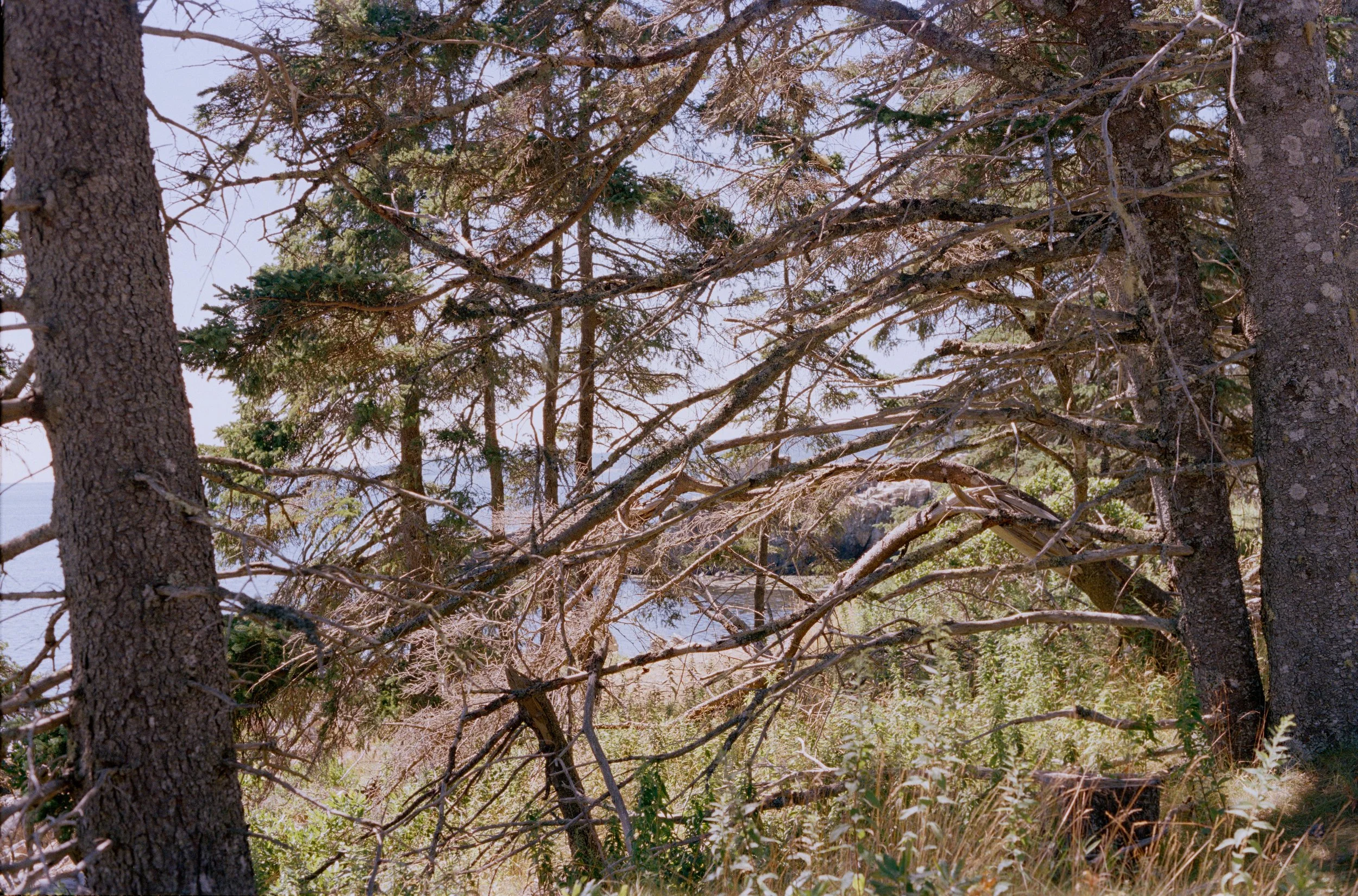 Untitled, from New Eden, 35mm color film photograph. 2025