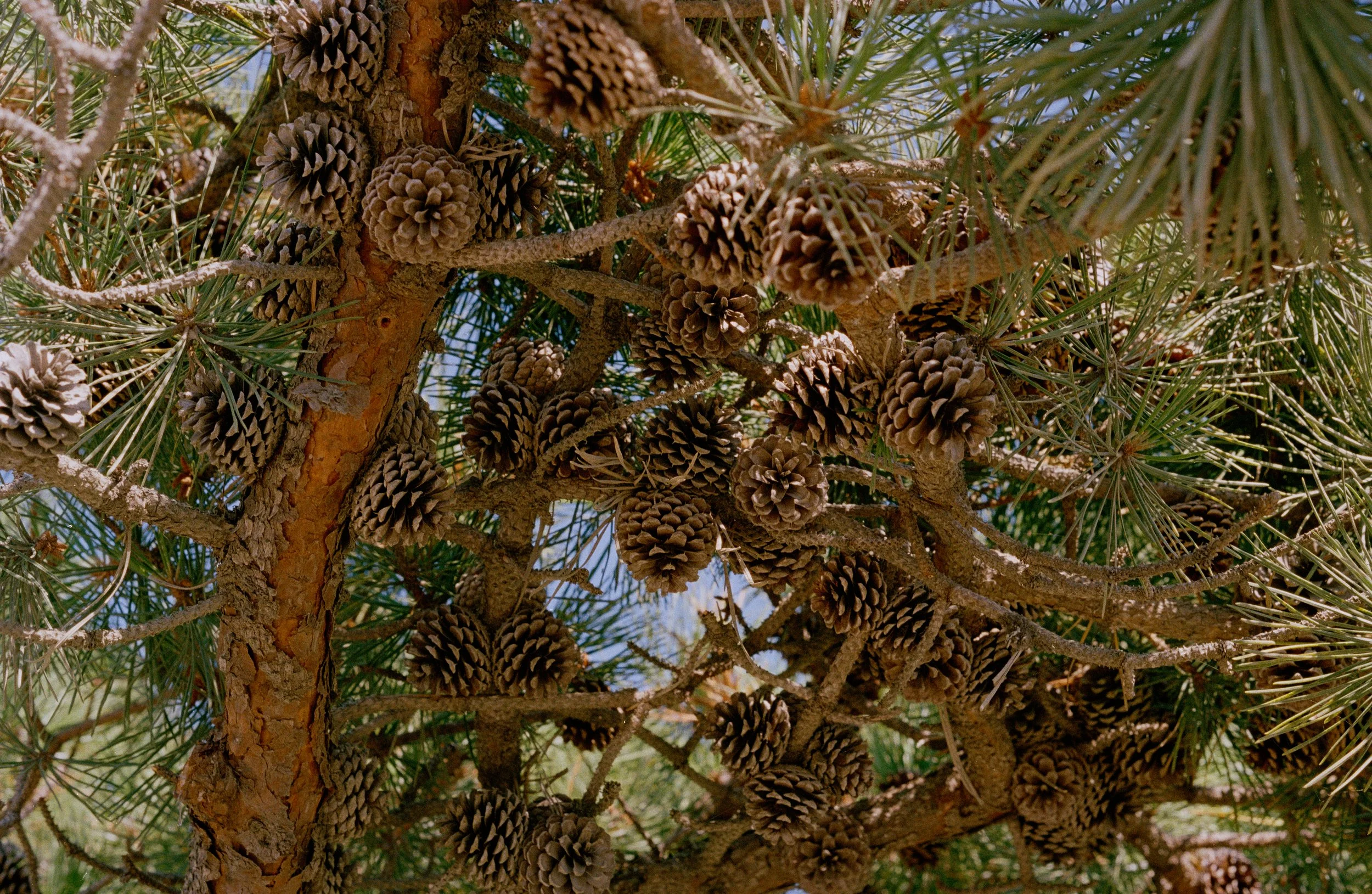 Pinecones, from New Eden, 35mm color film photograph. 2025