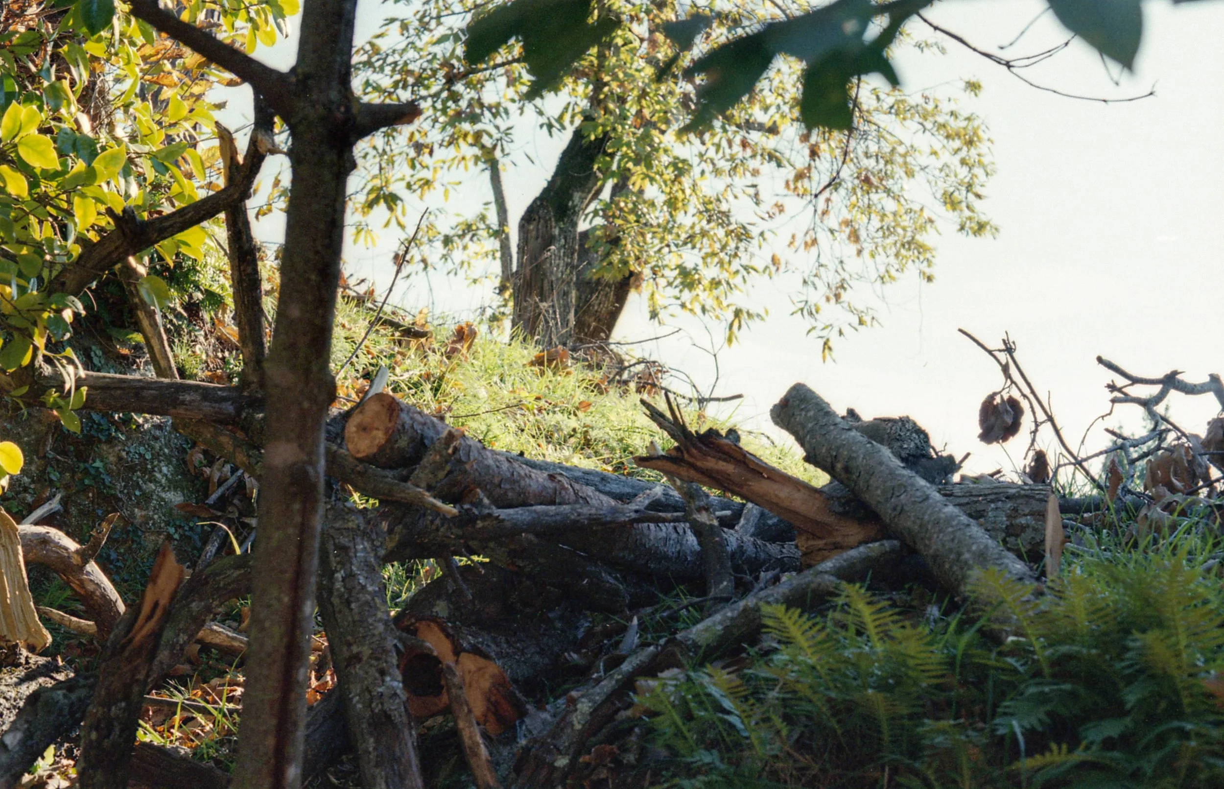 Sticks, from Matrilineal Inheritance, color film photograph. 2024