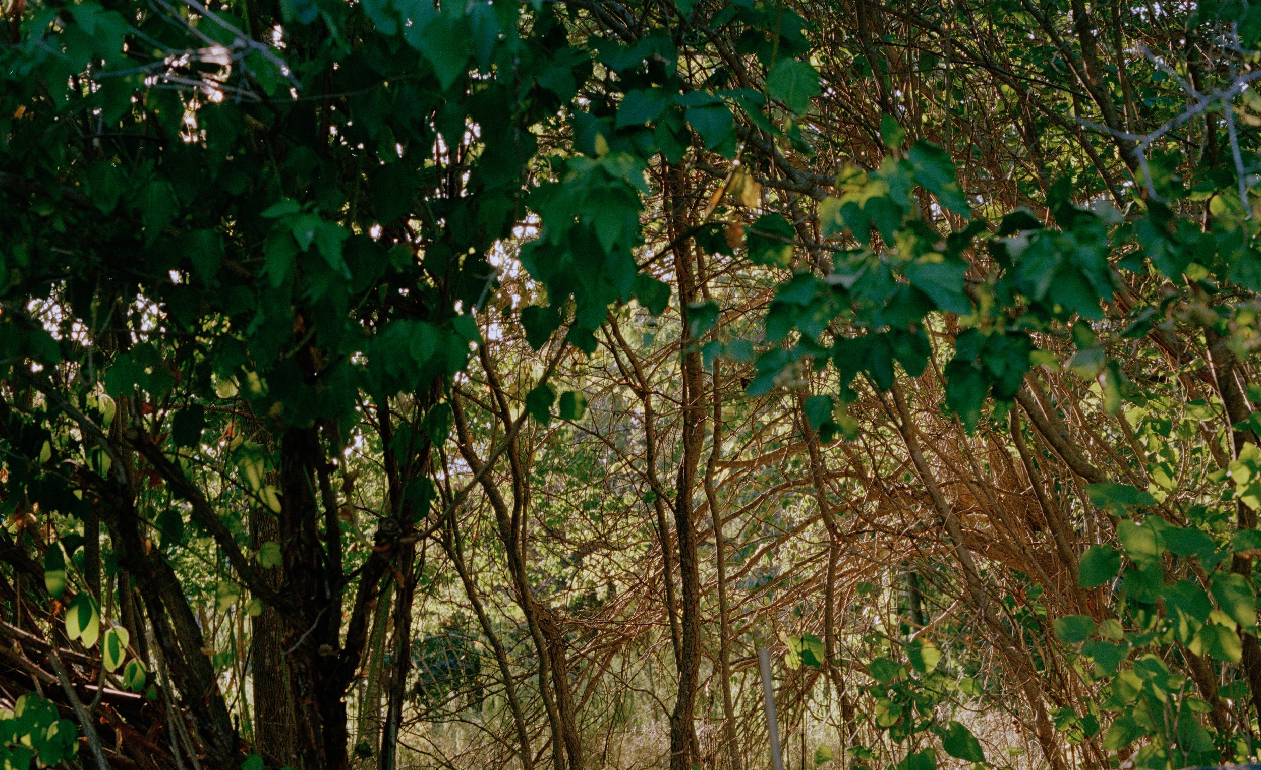 Untitled, from New Eden, 35mm color film photograph. 2025