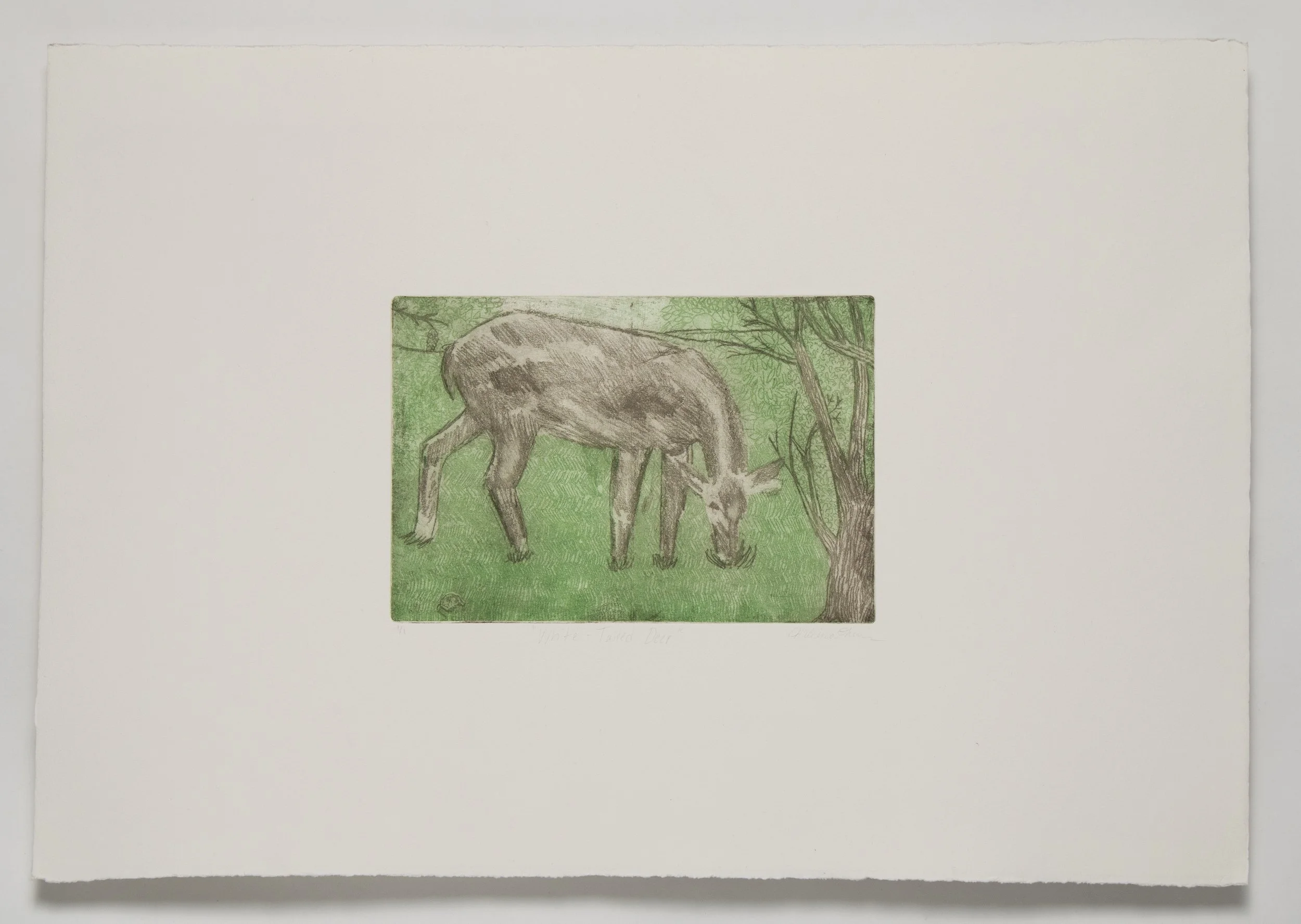 White-tailed Deer, Two Plate Color Etching. 2025
