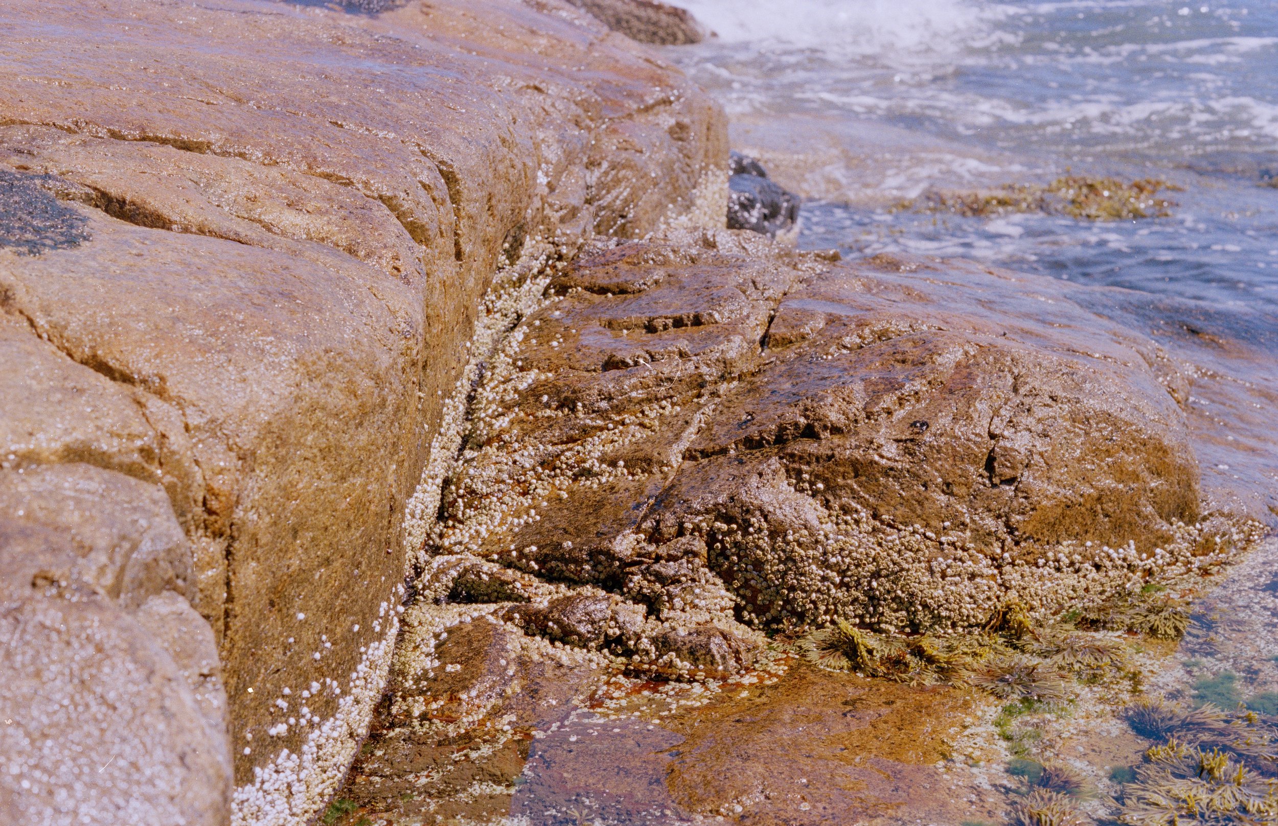 Untitled, from New Eden, 35mm color film photograph. 2025