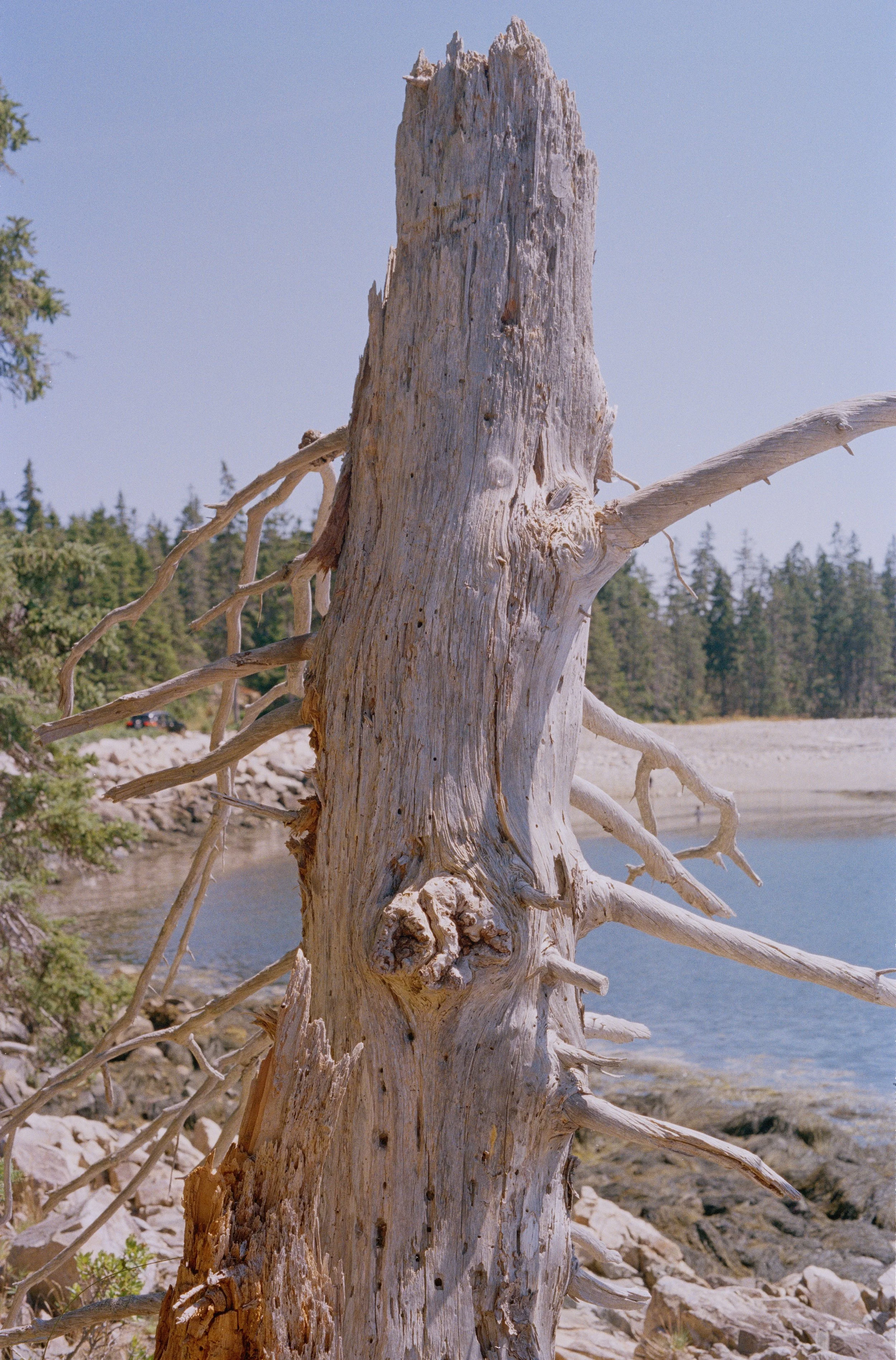 Untitled, from New Eden, 35mm color film photograph. 2025