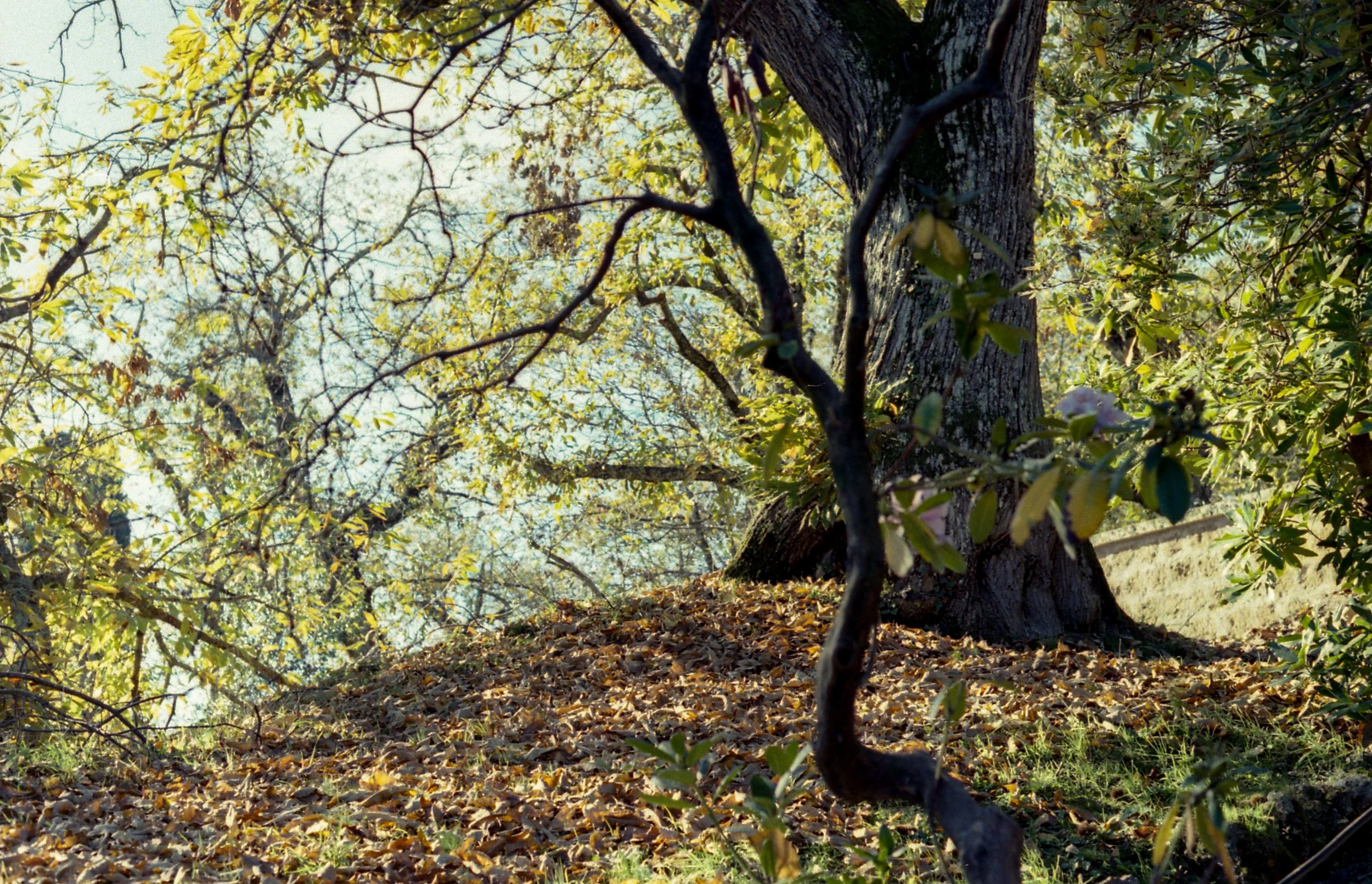 Shadows, from Matrilineal Inheritance, color film photograph. 2024