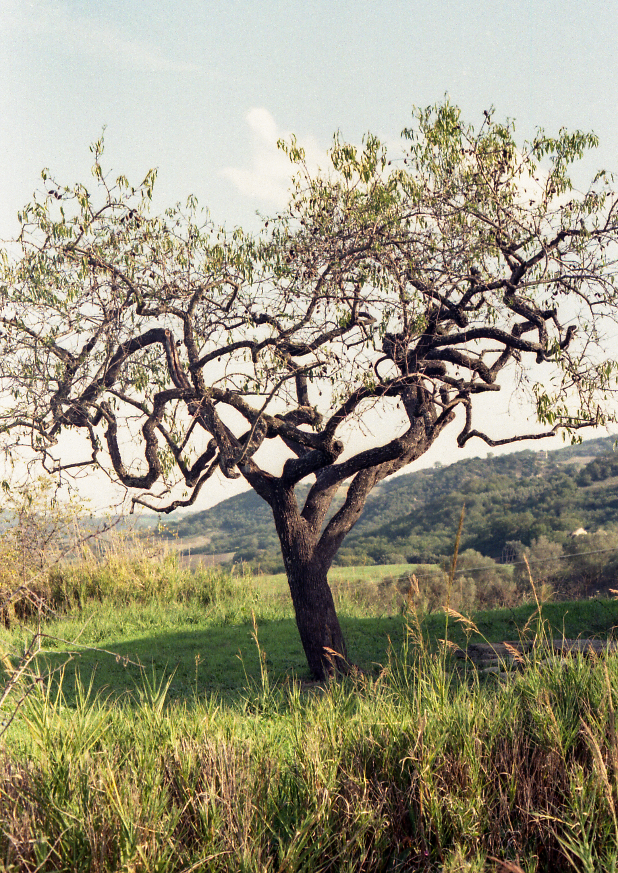 Guardialfiera, from Matrilineal Inheritance, color film photograph. 2024