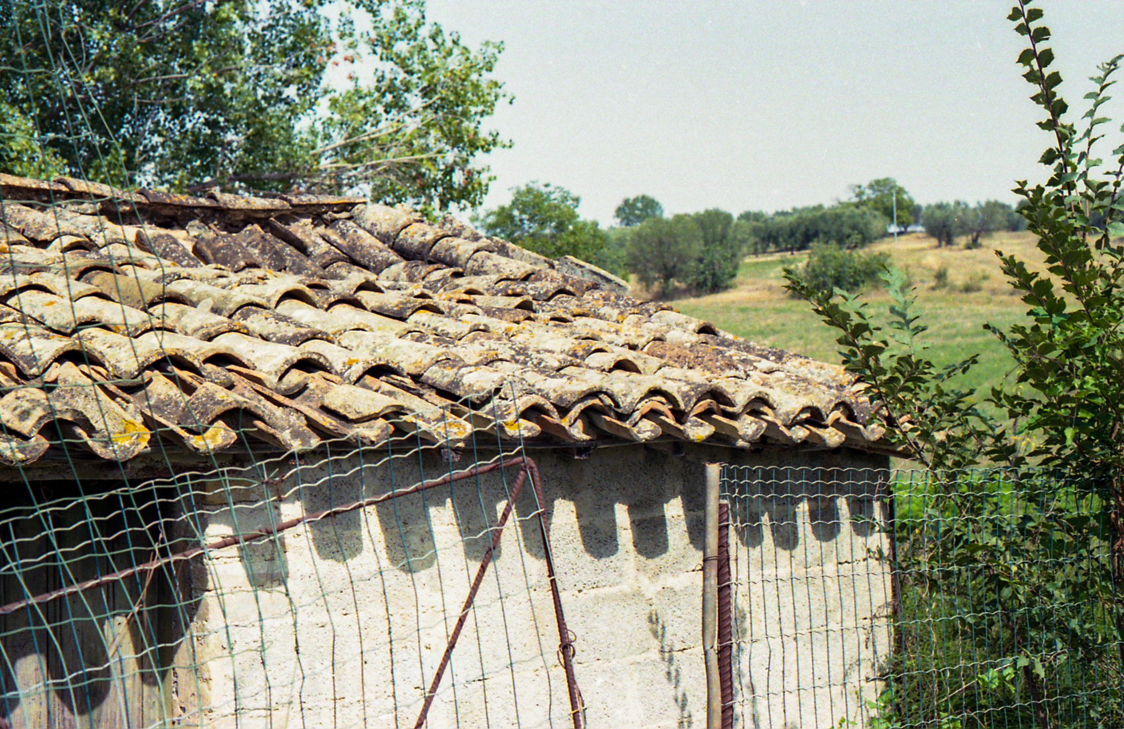 Mosciano Sant'Angelo, from Matrilineal Inheritance, color film photograph. 2024