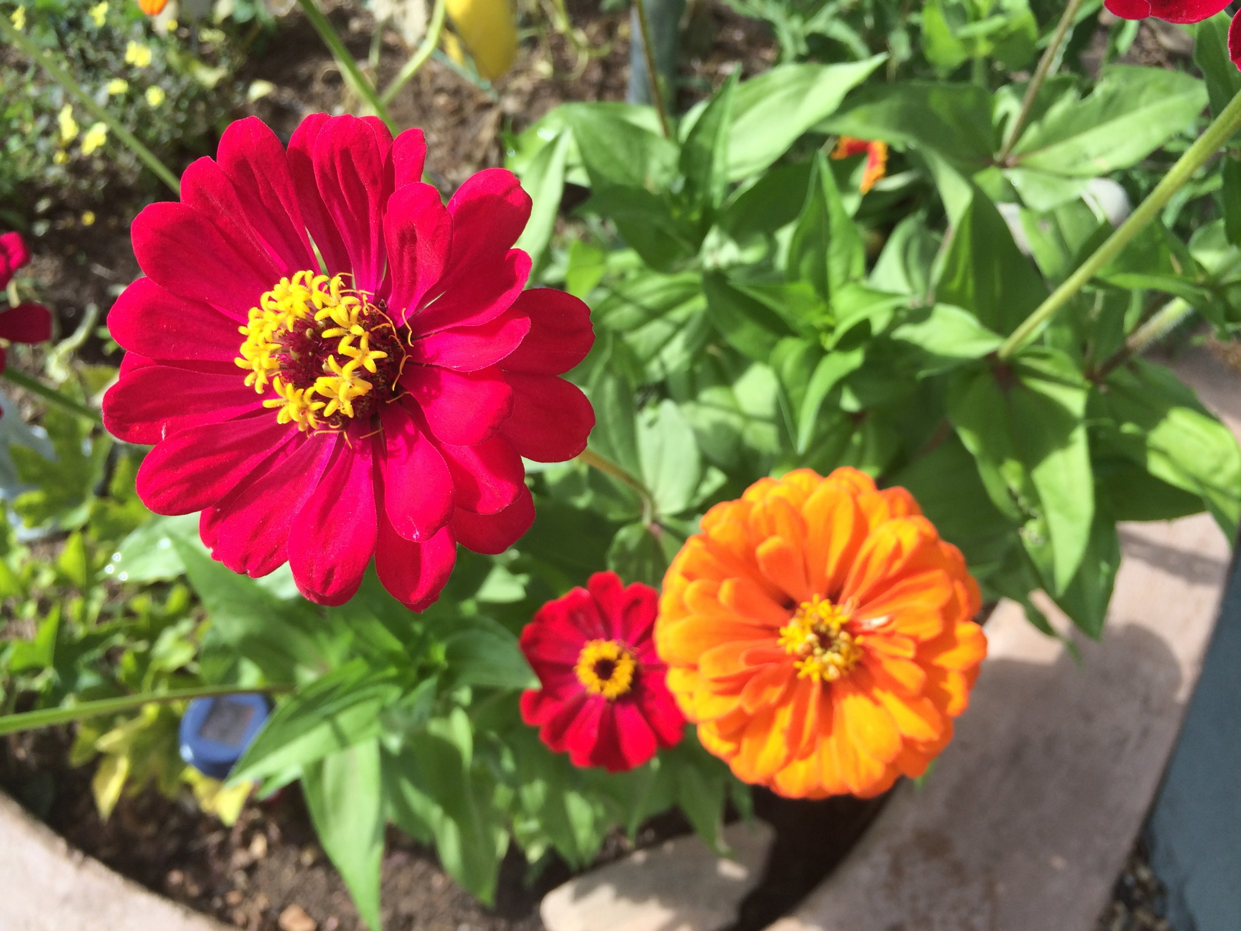 zinnias.jpg