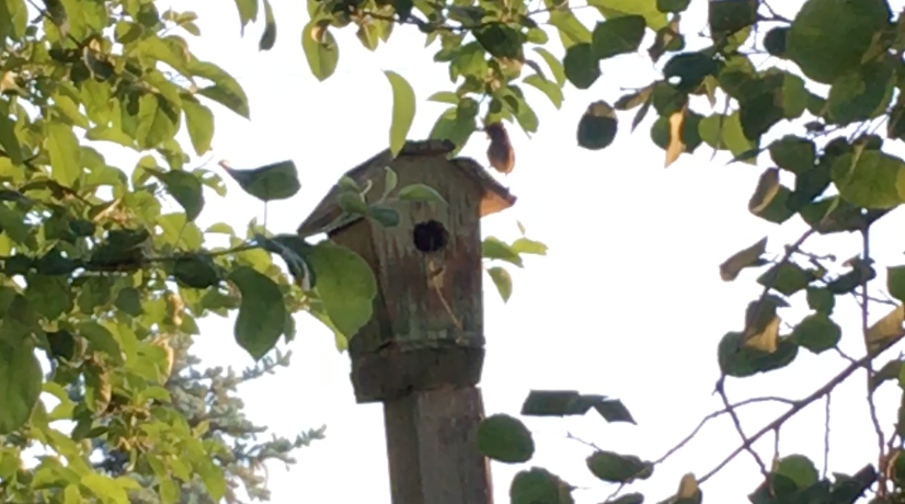 New Neighbors