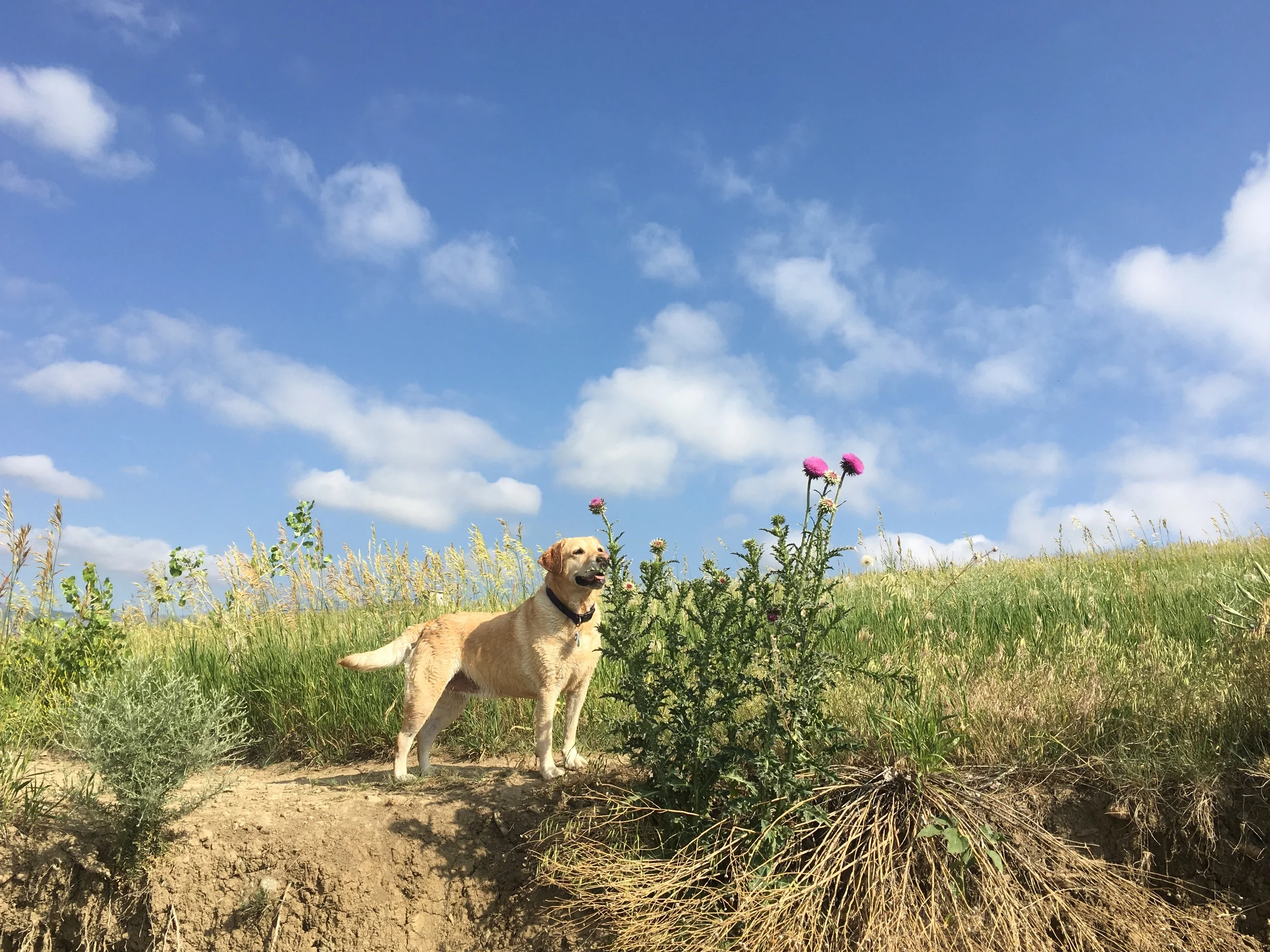 Unplugged Independence