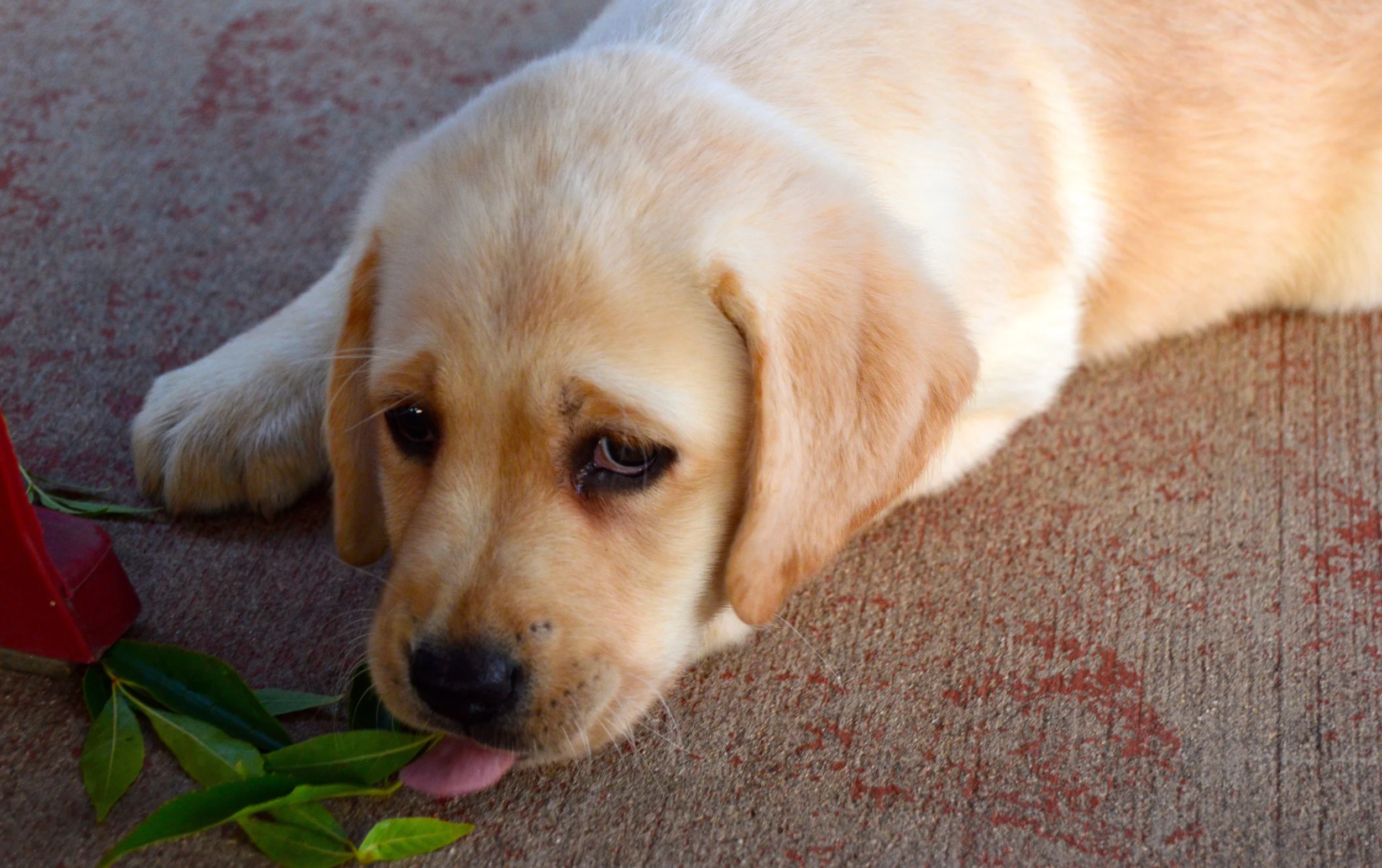 Puppy Love