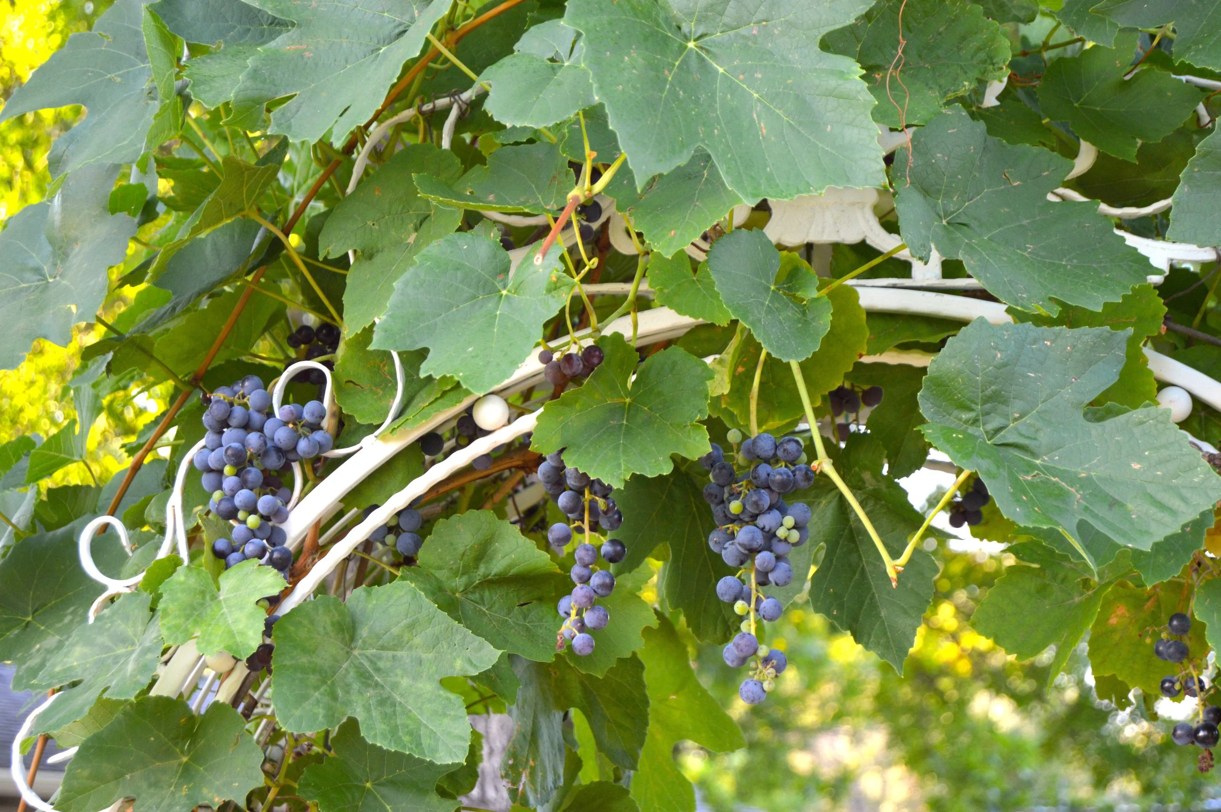 Fruits of Labor