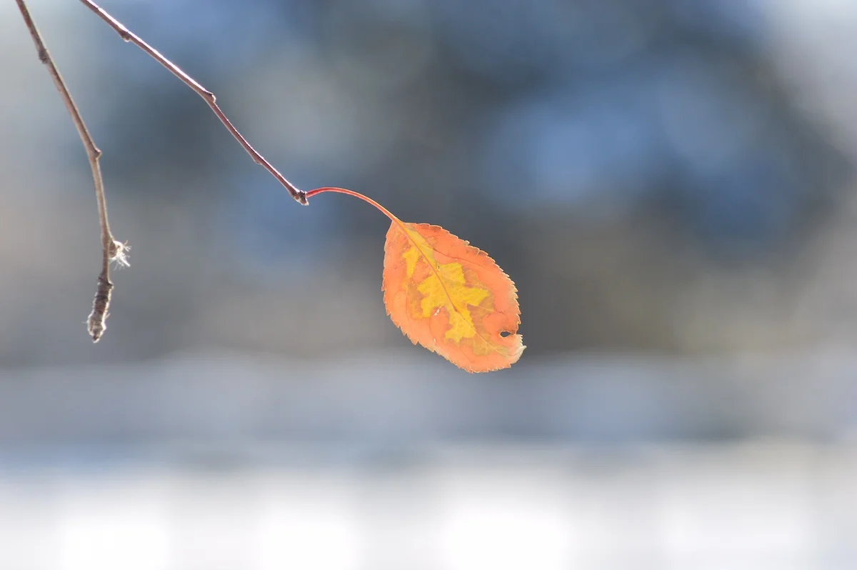 Giving From Within