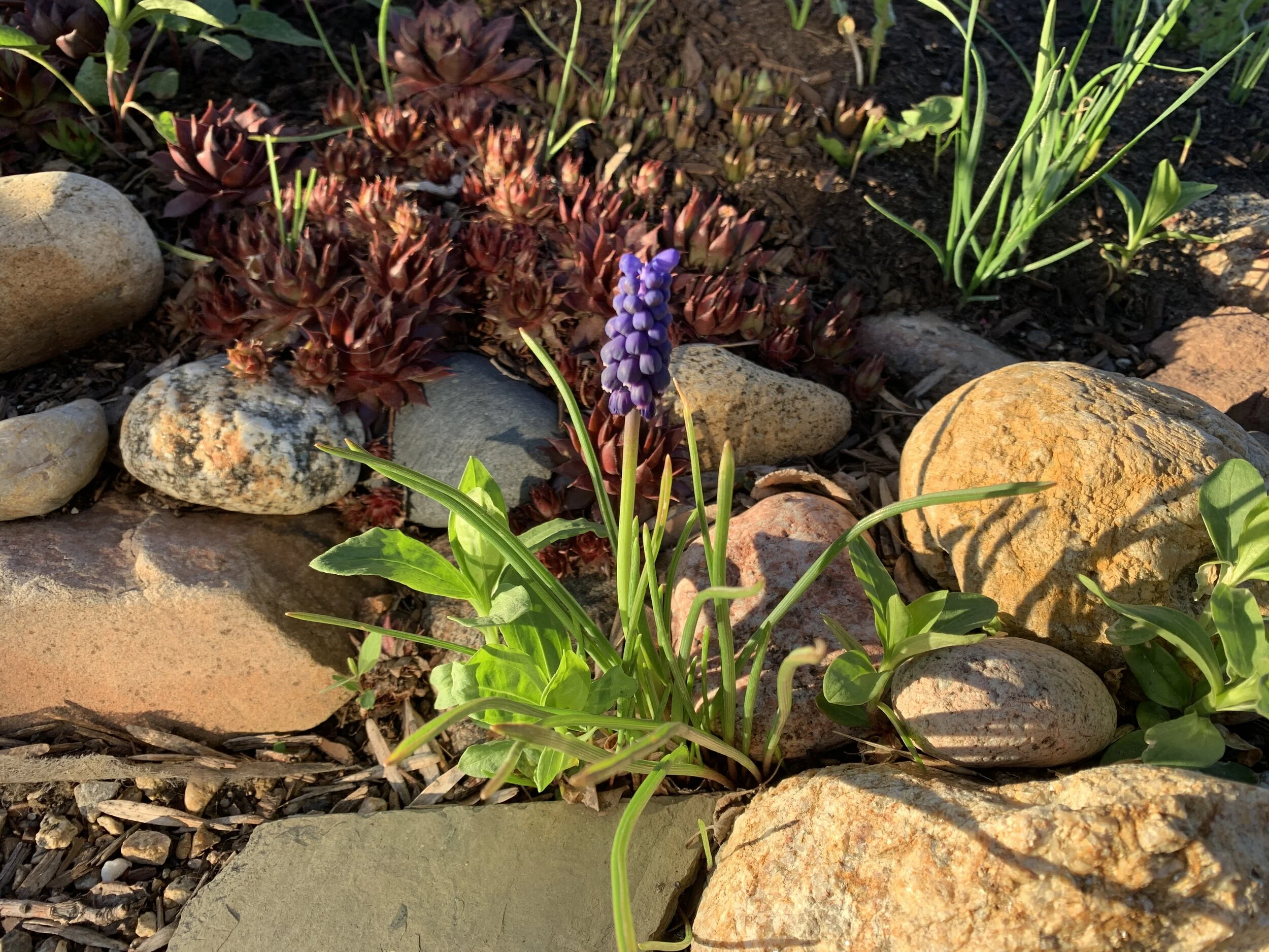 Tiny Compassion