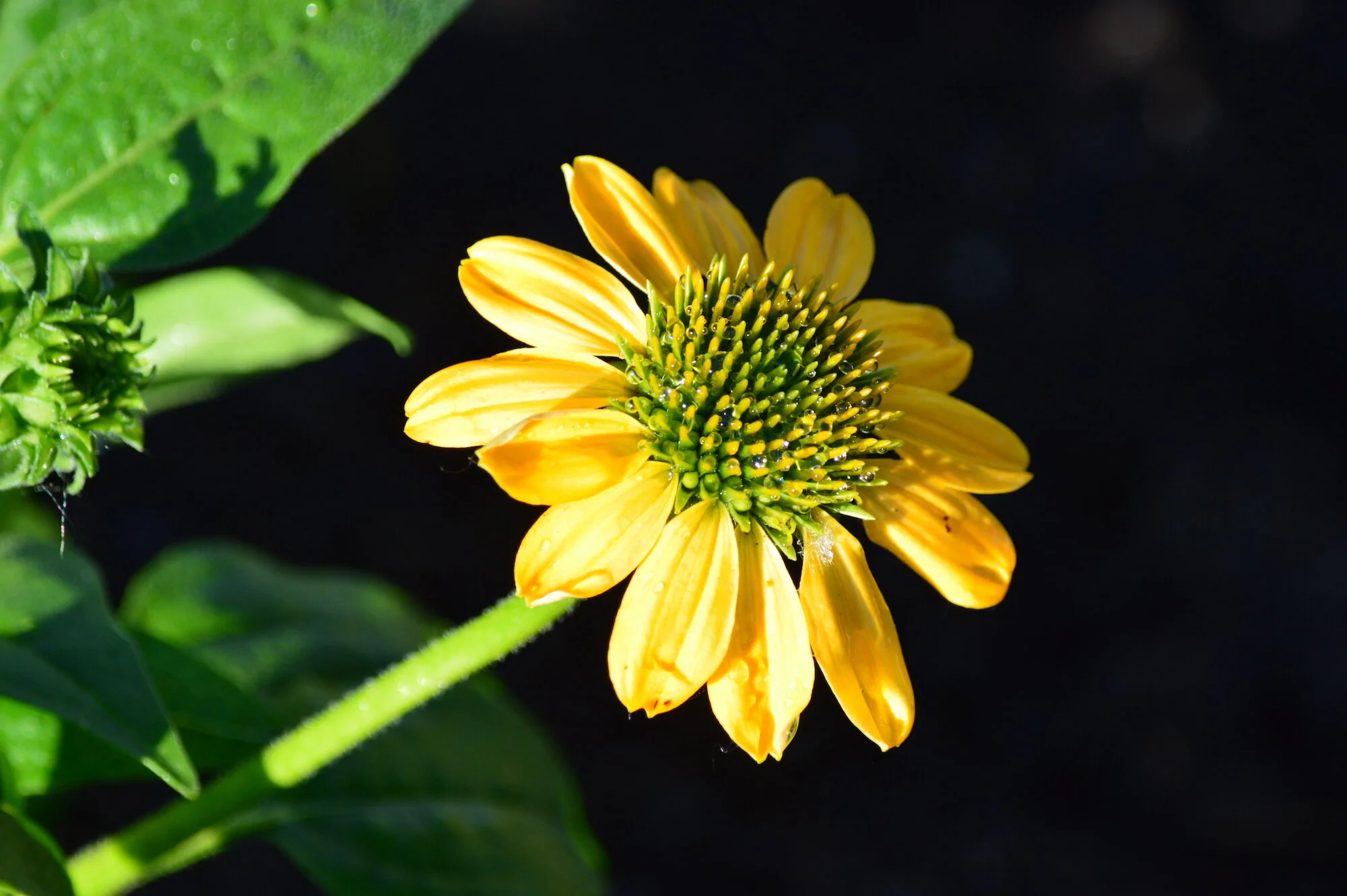 Flower Power