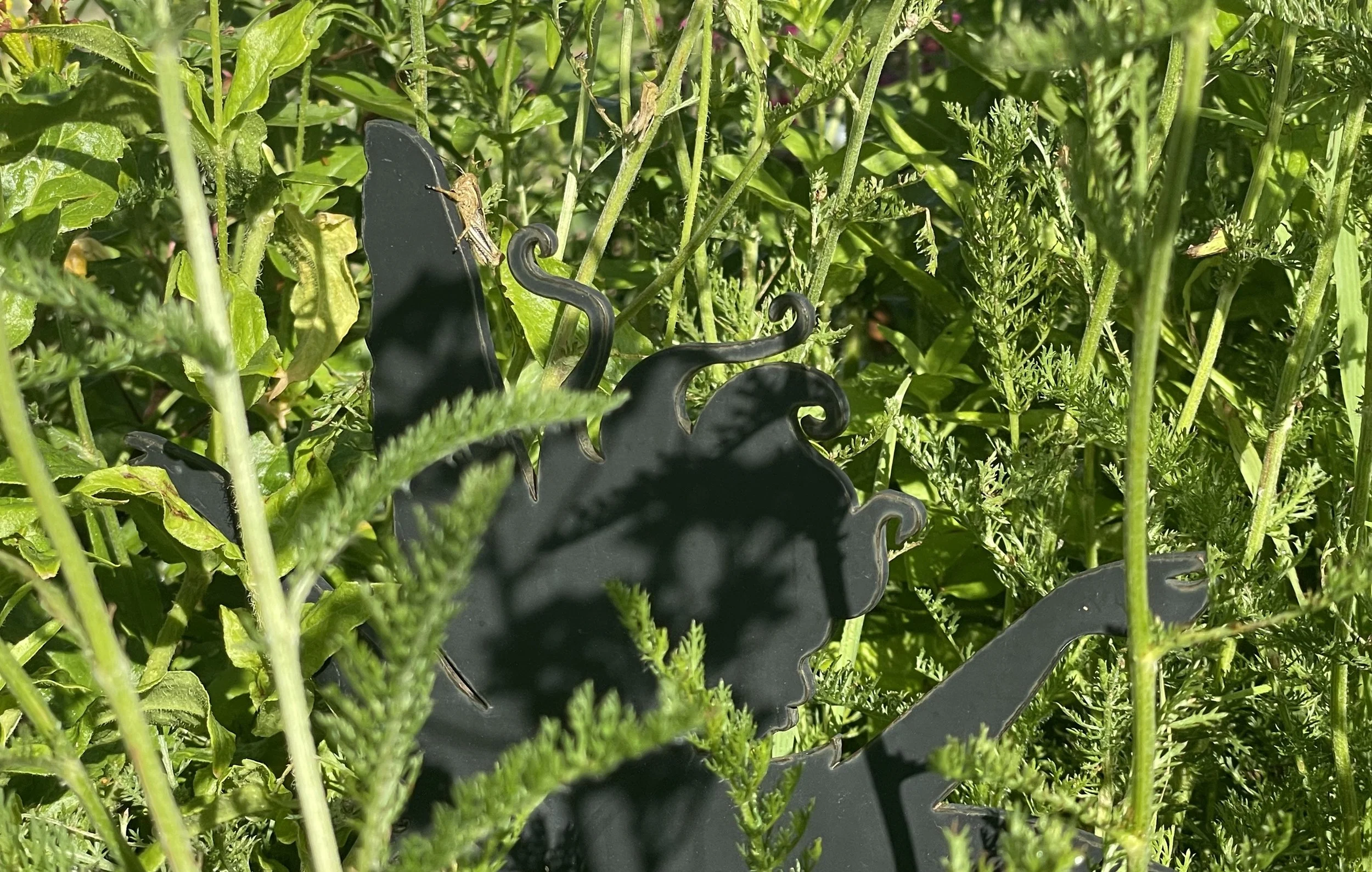 Chasing Grasshoppers
