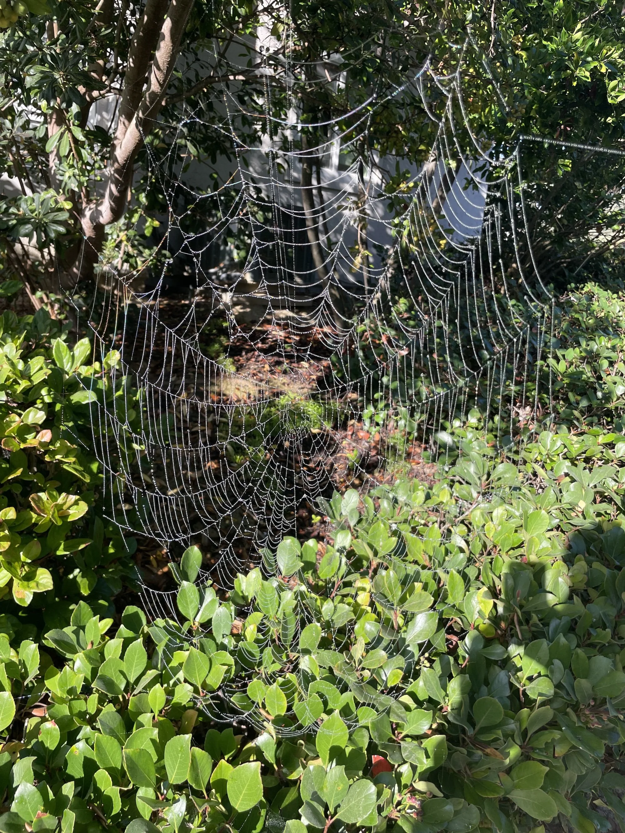 The Webs We Weave