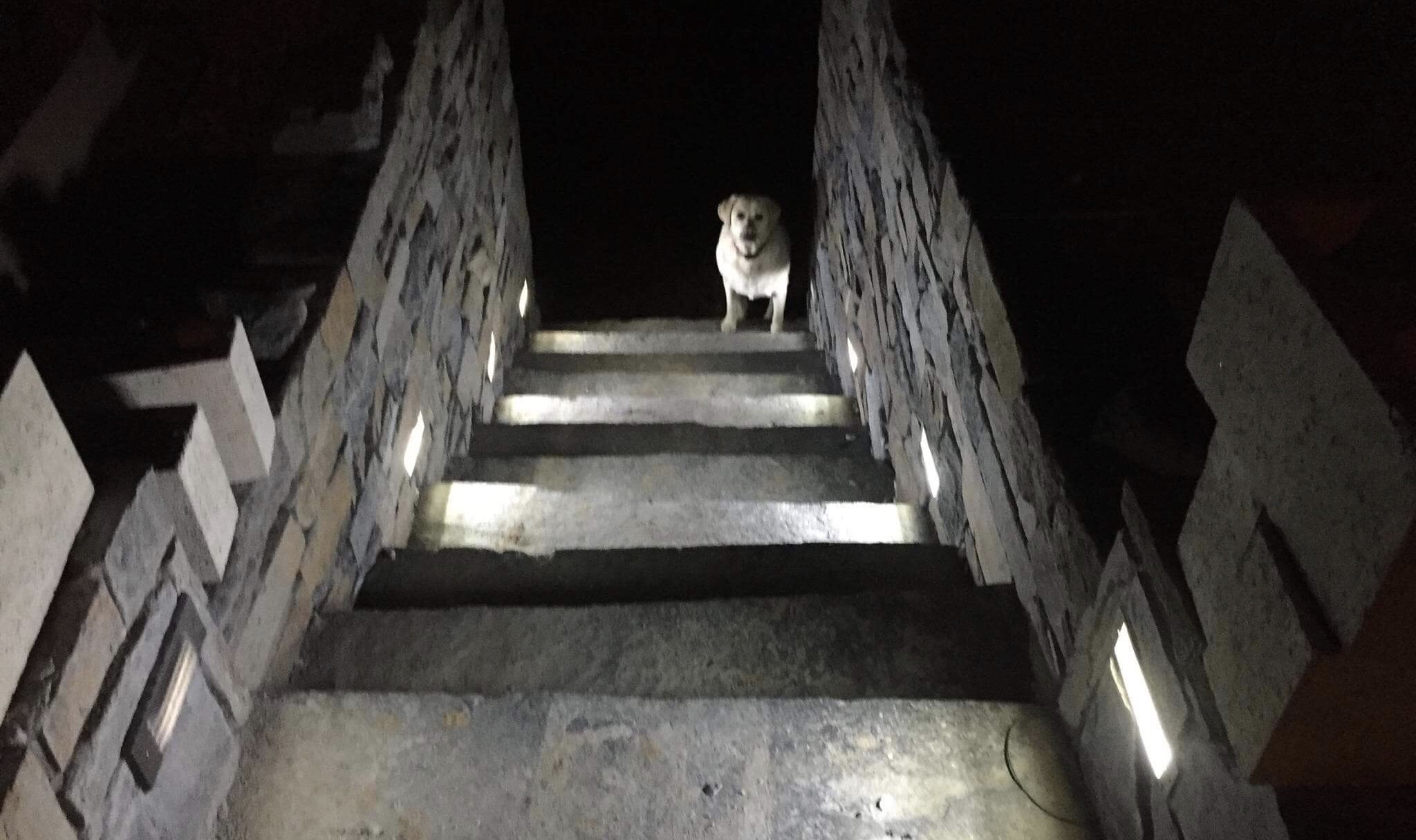 A Goshen stone staircase, gently illuminated with strategically installed lights, offers a blend of natural elegance and practicality. Visitors and their pets feel welcome!