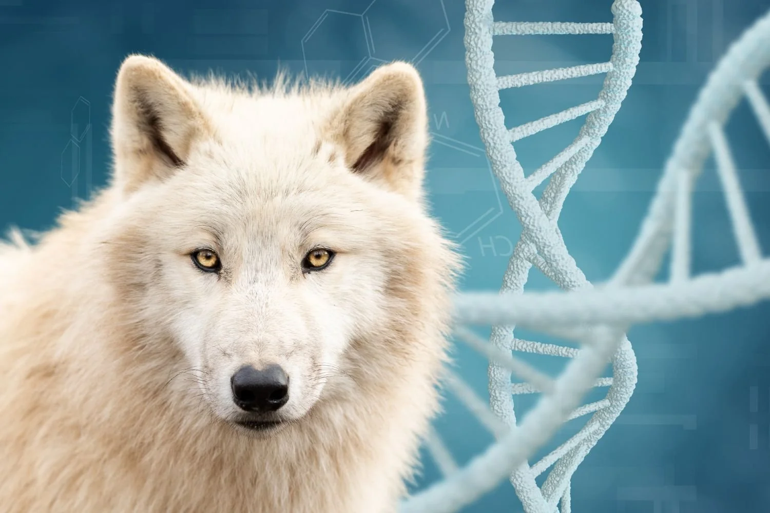 Discovering Your Dog’s Lineage Wolves, Domestic Breeds, and Home DNA