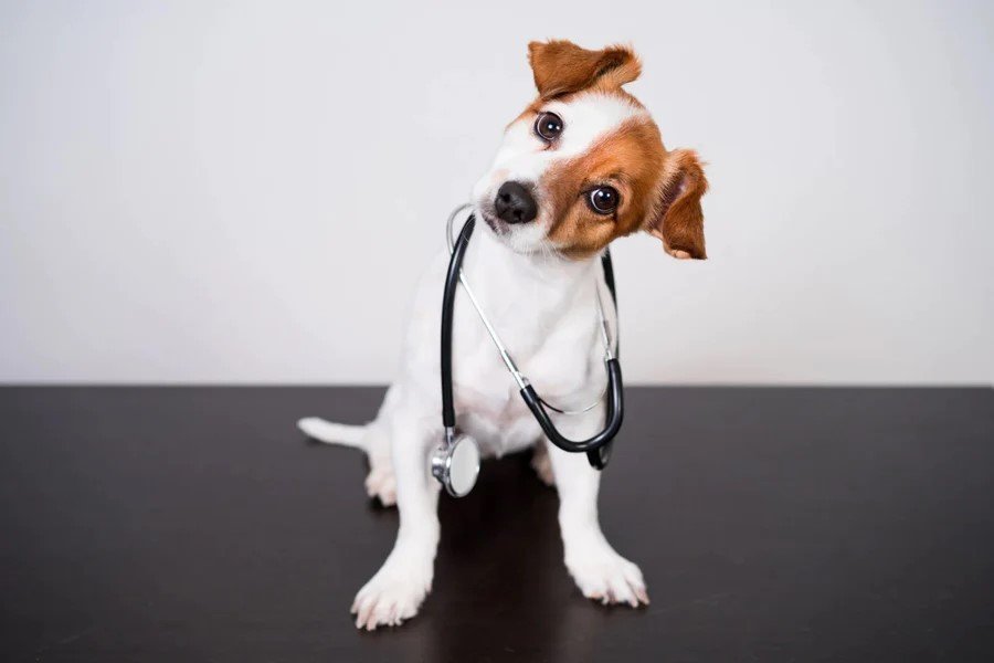 Virtual Veterinarian Best Practice? — dogish