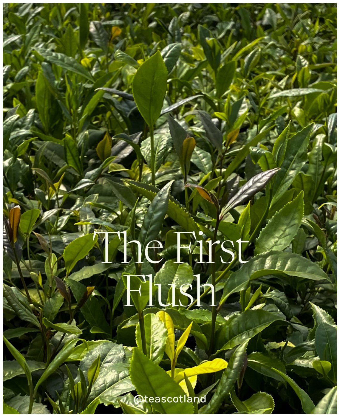 After being dormant over the winter, April saw some of our members&rsquo; tea plants finally come to life and put on new growth. This is often called the first flush. At tea gardens around the world the first flush harvest is often highly prized by c