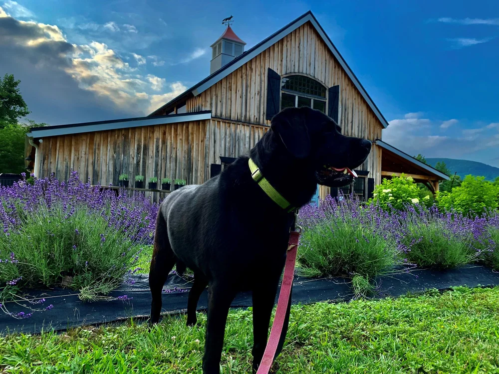 Silver Fox Ranch Events Gallery β Silver Fox Lavender Farm