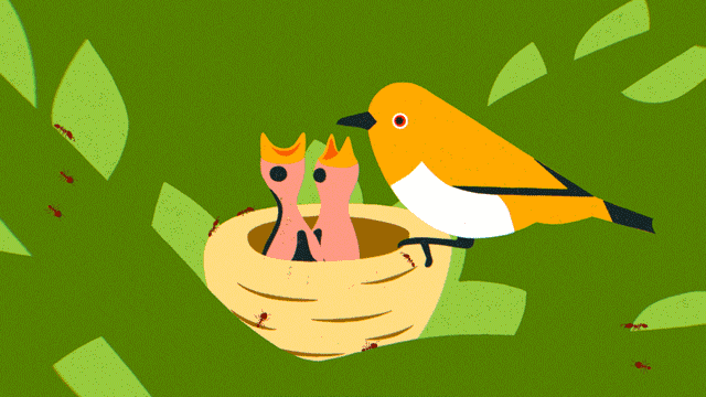 TED-Savanna-Mystery_SmallBirds.gif