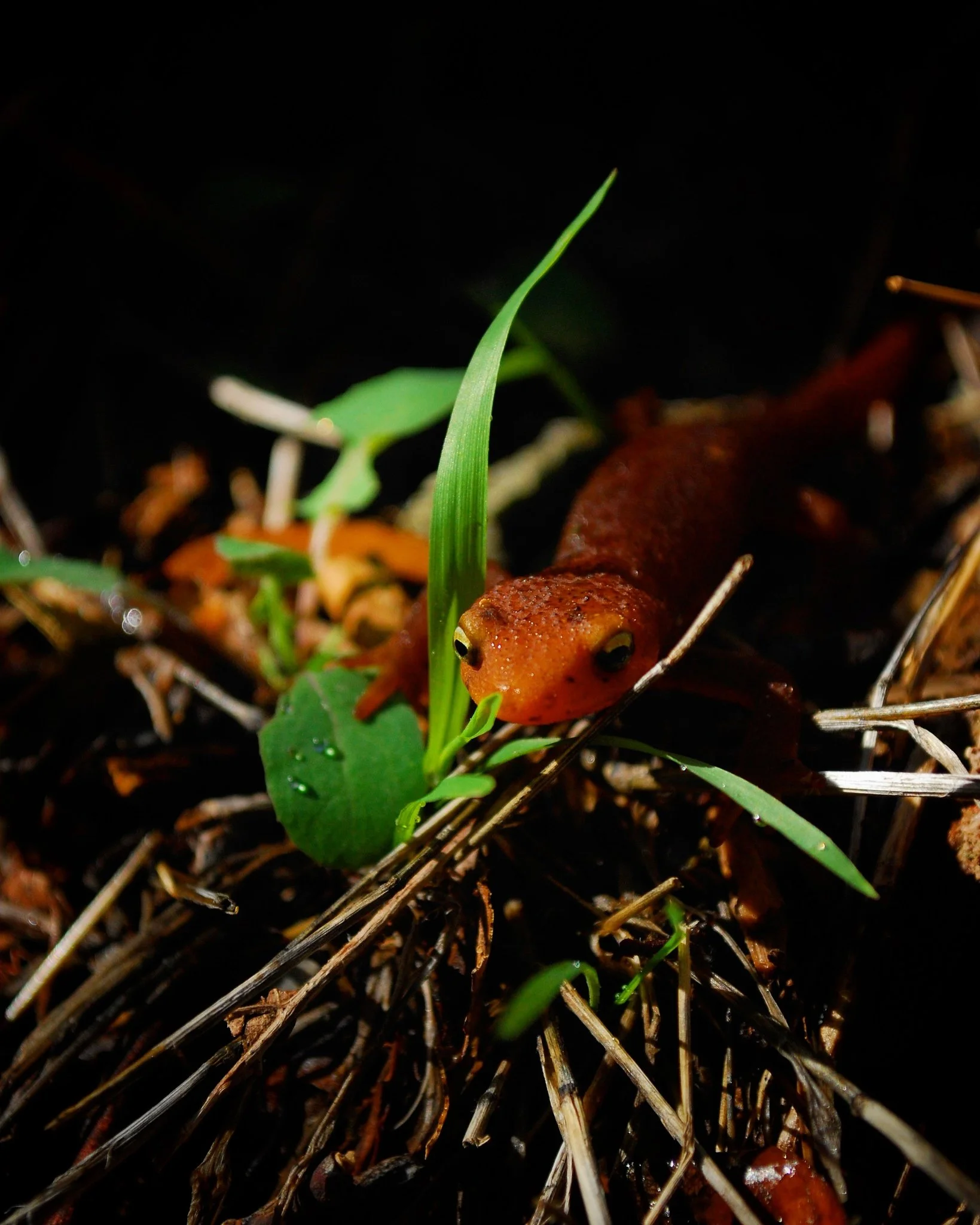 California Newt / Escondido Falls