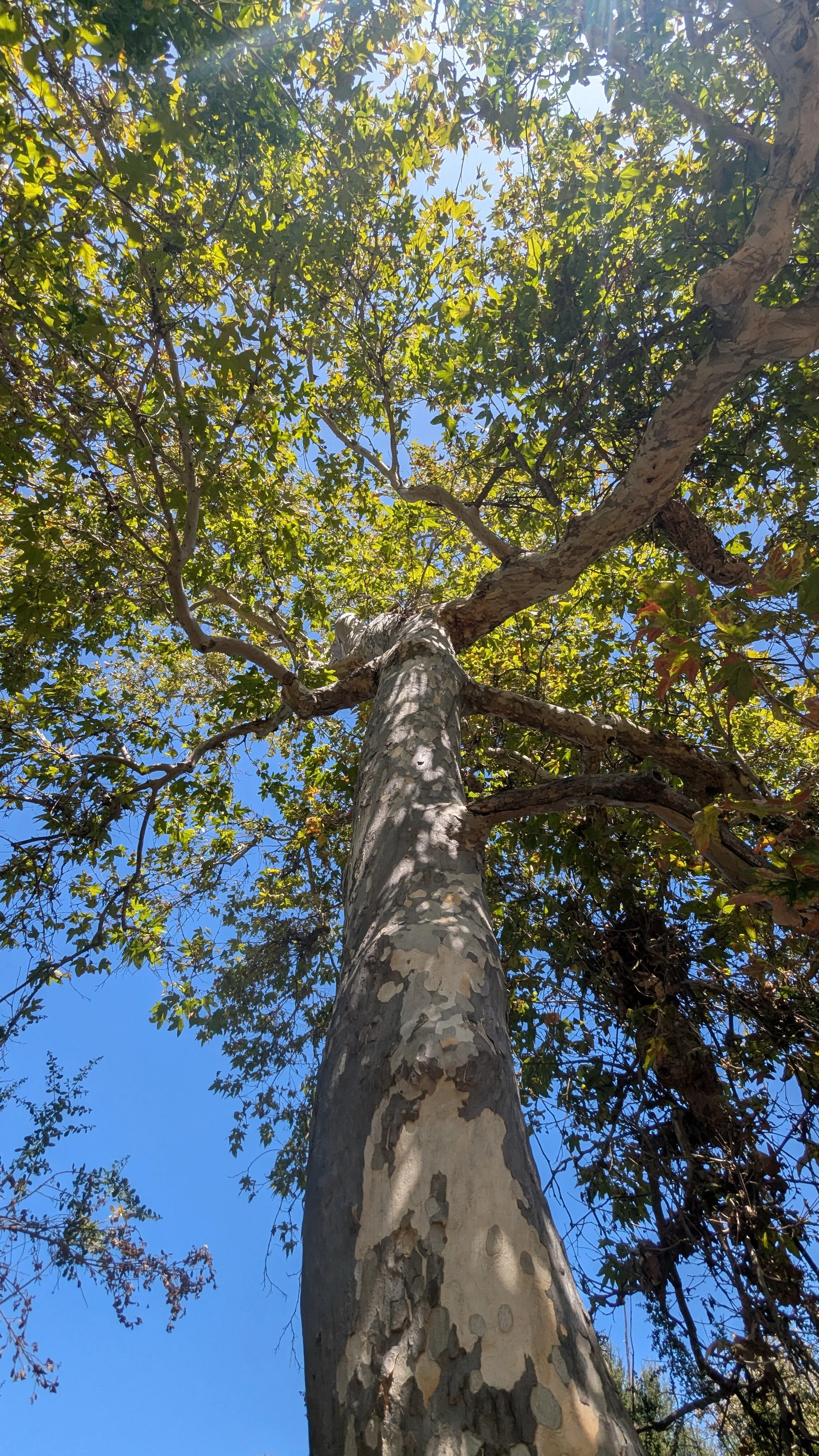 Caballero_Oak5.jpg