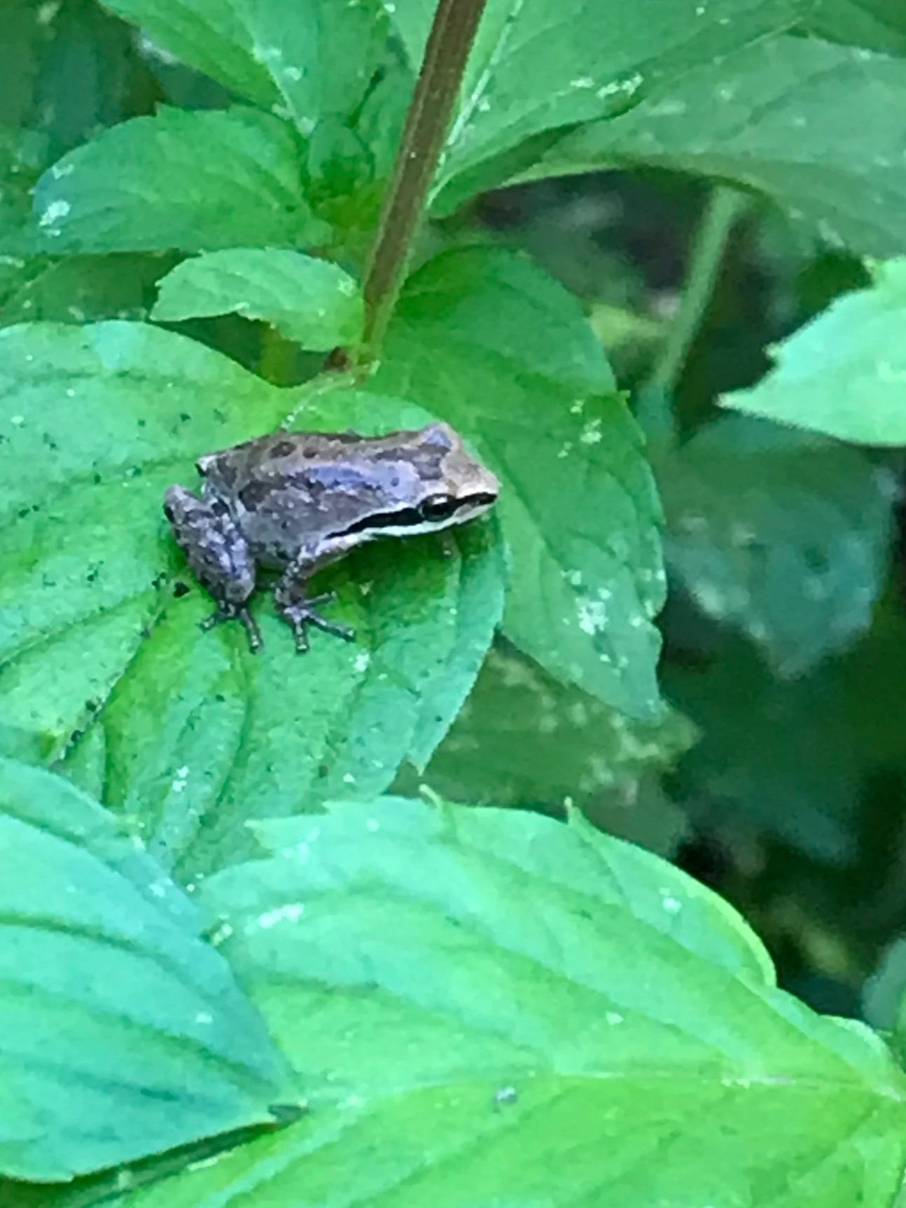 Pacific Chorus Frog / Escondido Falls