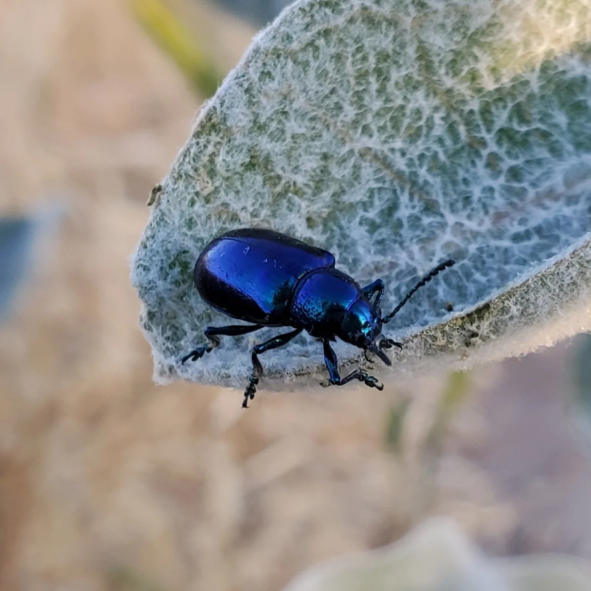 Cobalt Milkweed Beetle / Victory Knoll