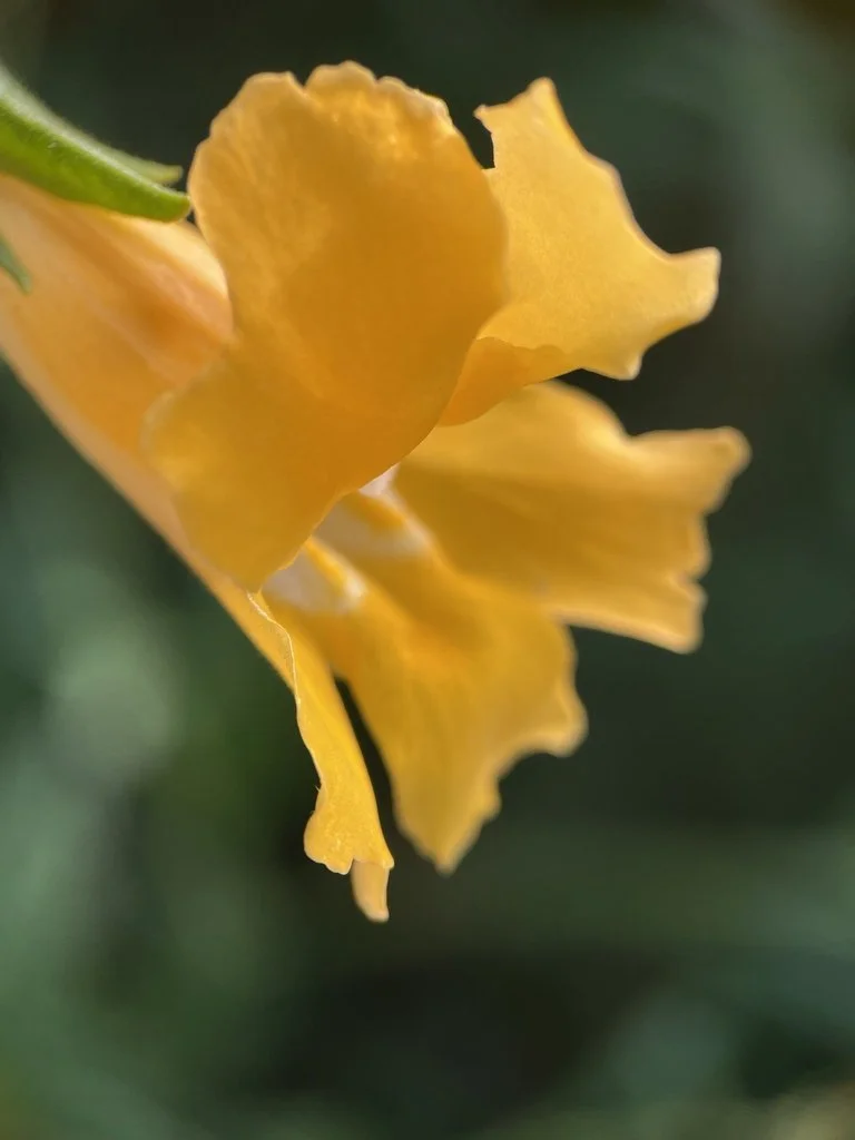  Southern Bush Monkeyflower / Tuna Canyon  © SWoodward,  CC BY-NC 4.0 .