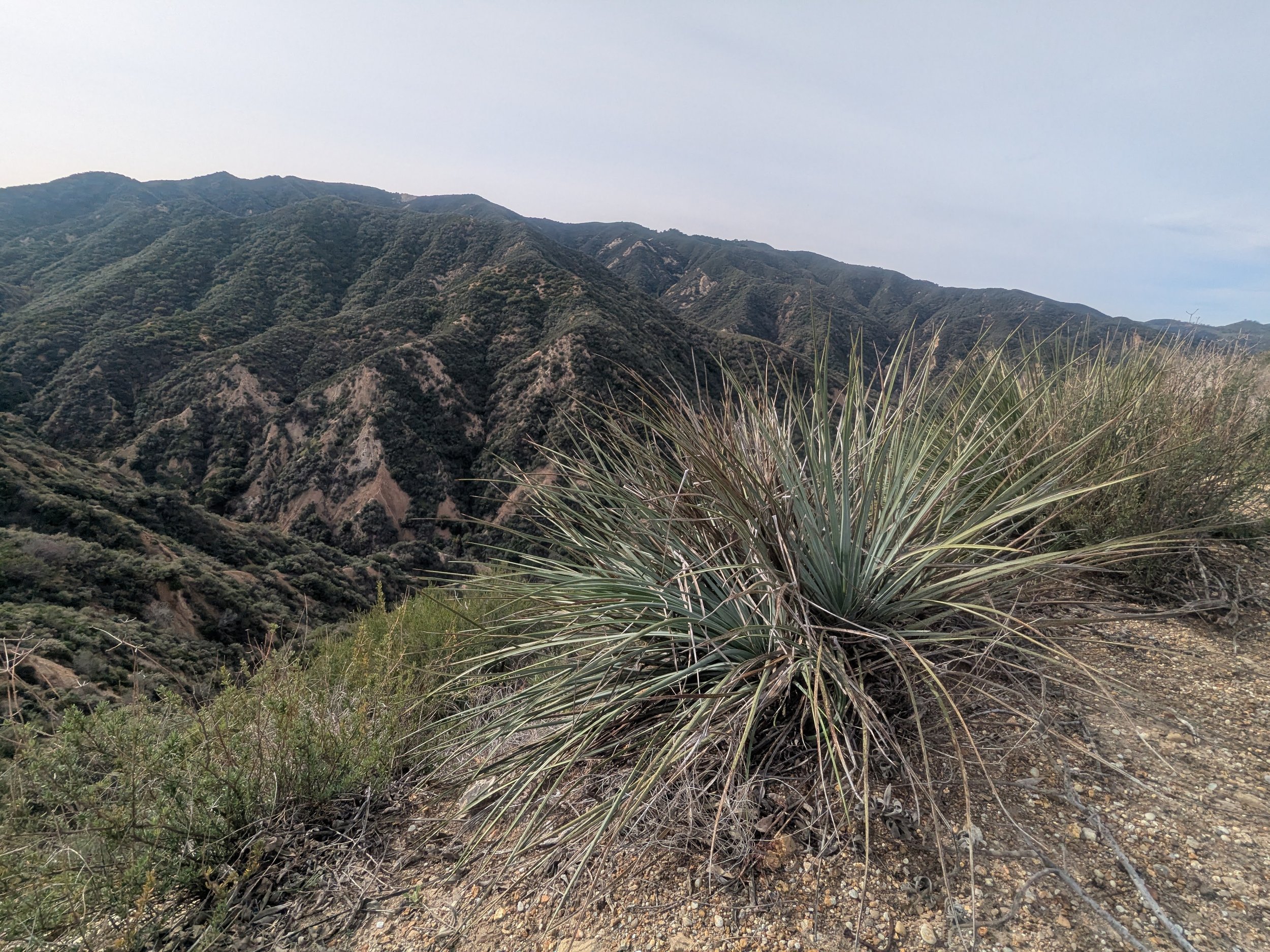Pico_Canyon2f_LR.jpg