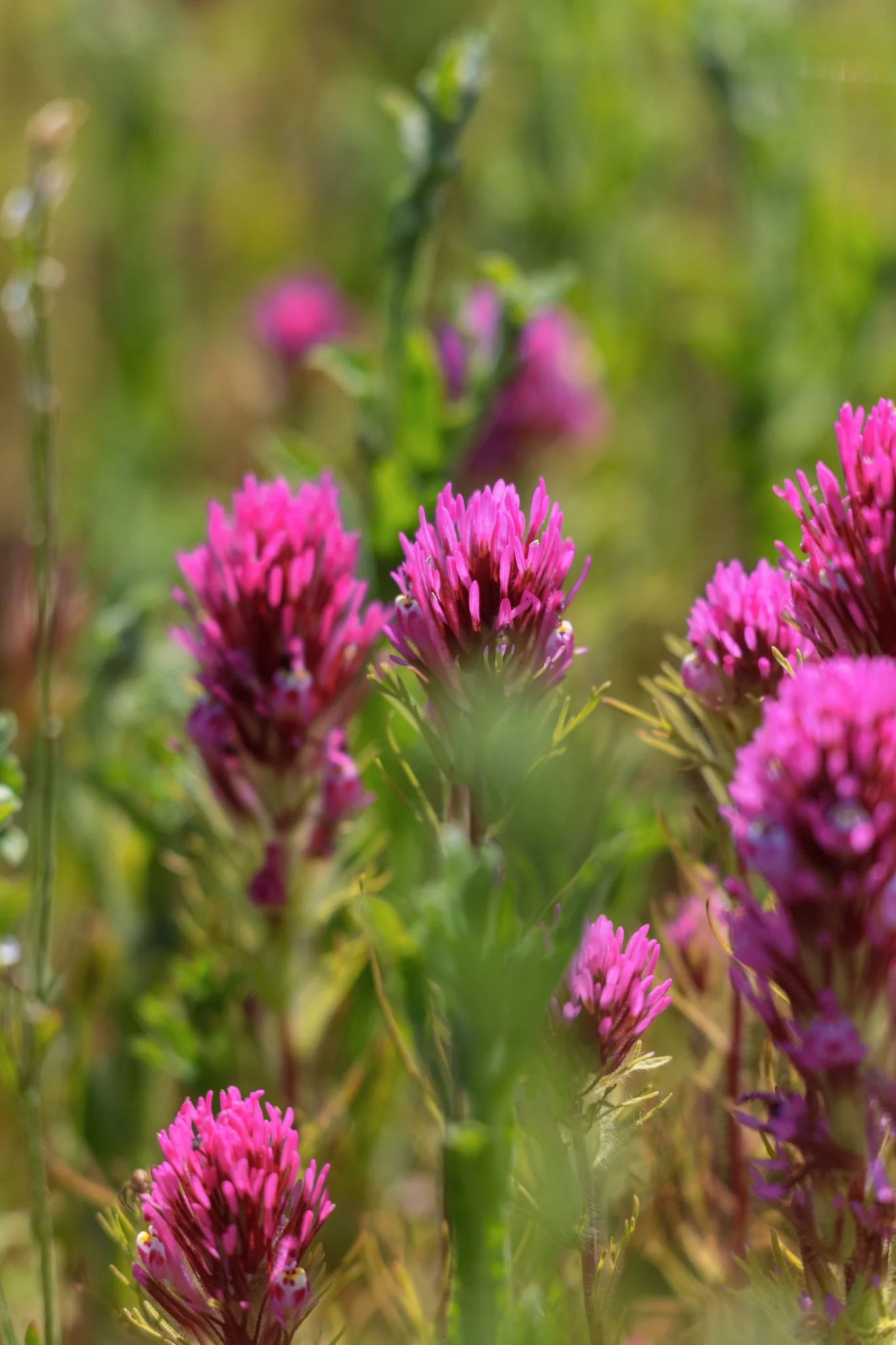 Purple Owl's-Clover / Liberty Canyon