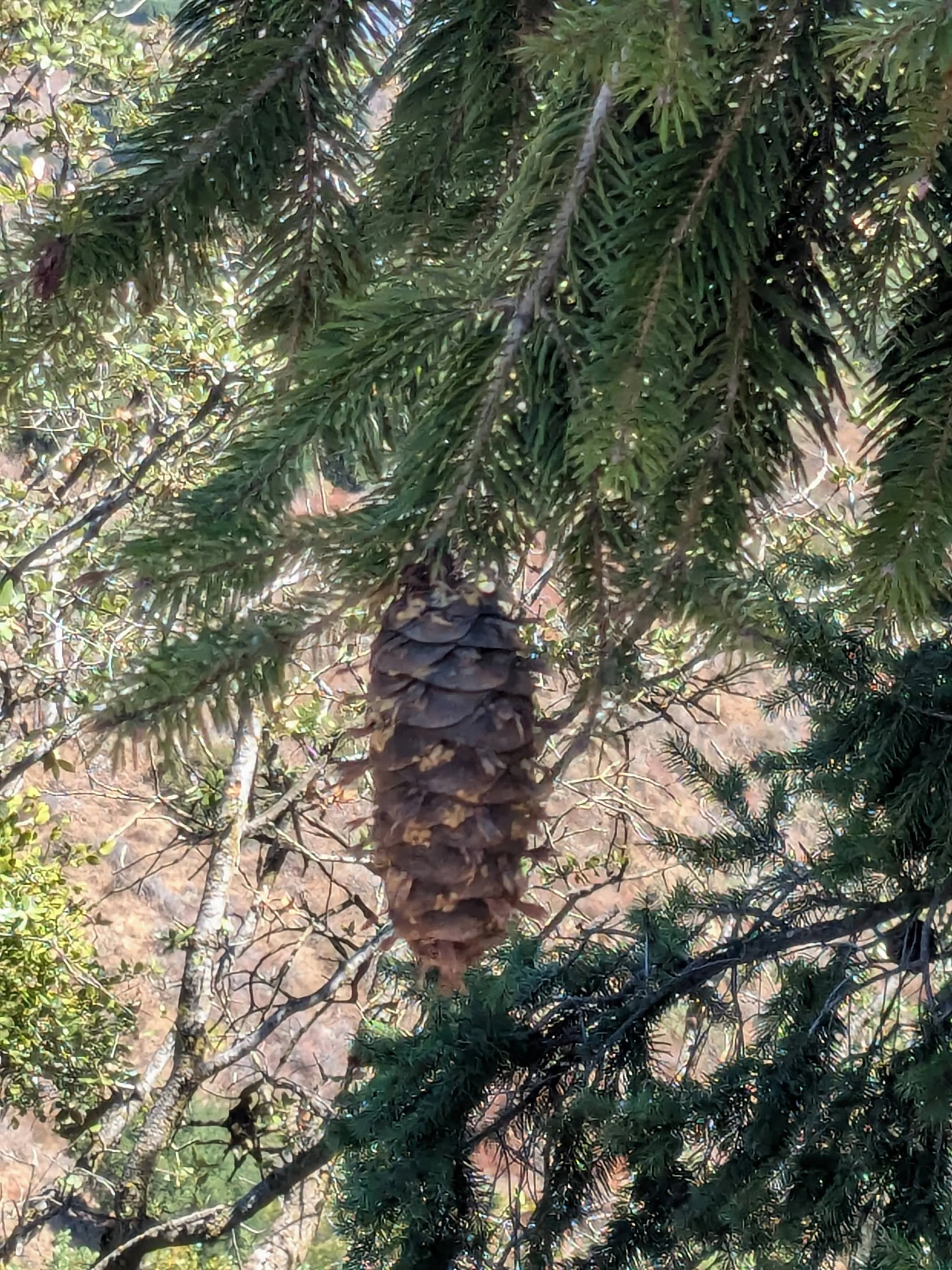 Top_East_Canyon5.jpg