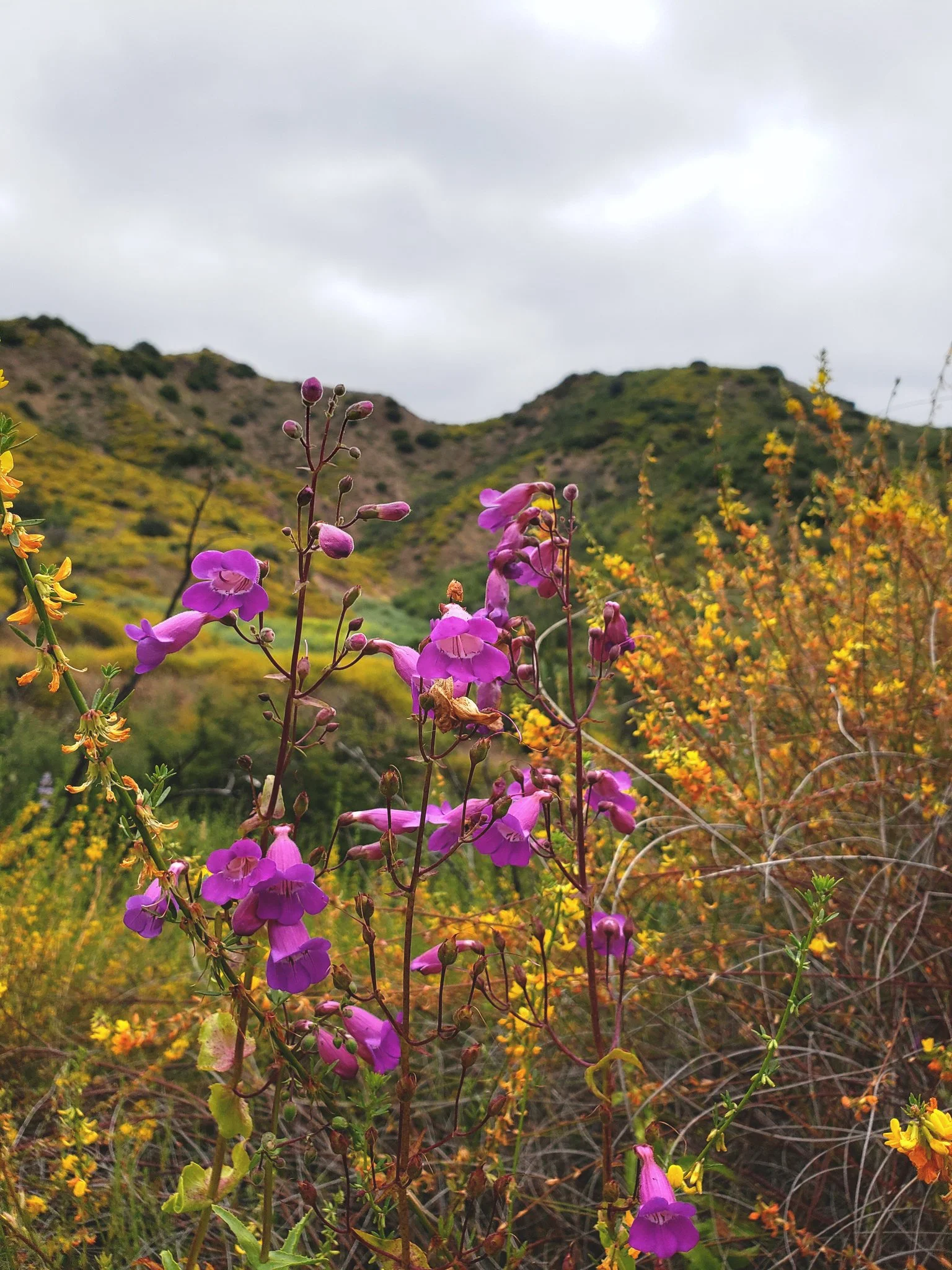 Showy Penstemon / Triunfo Canyon