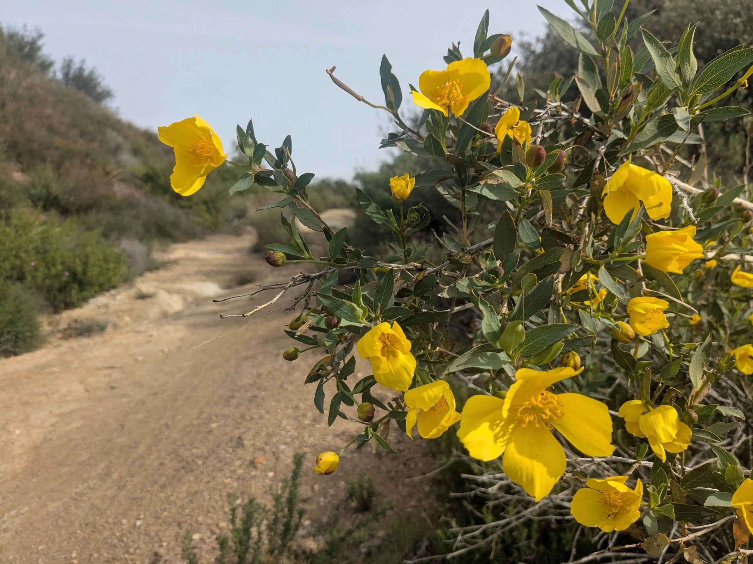 Pico_Canyon2d_LR.jpg