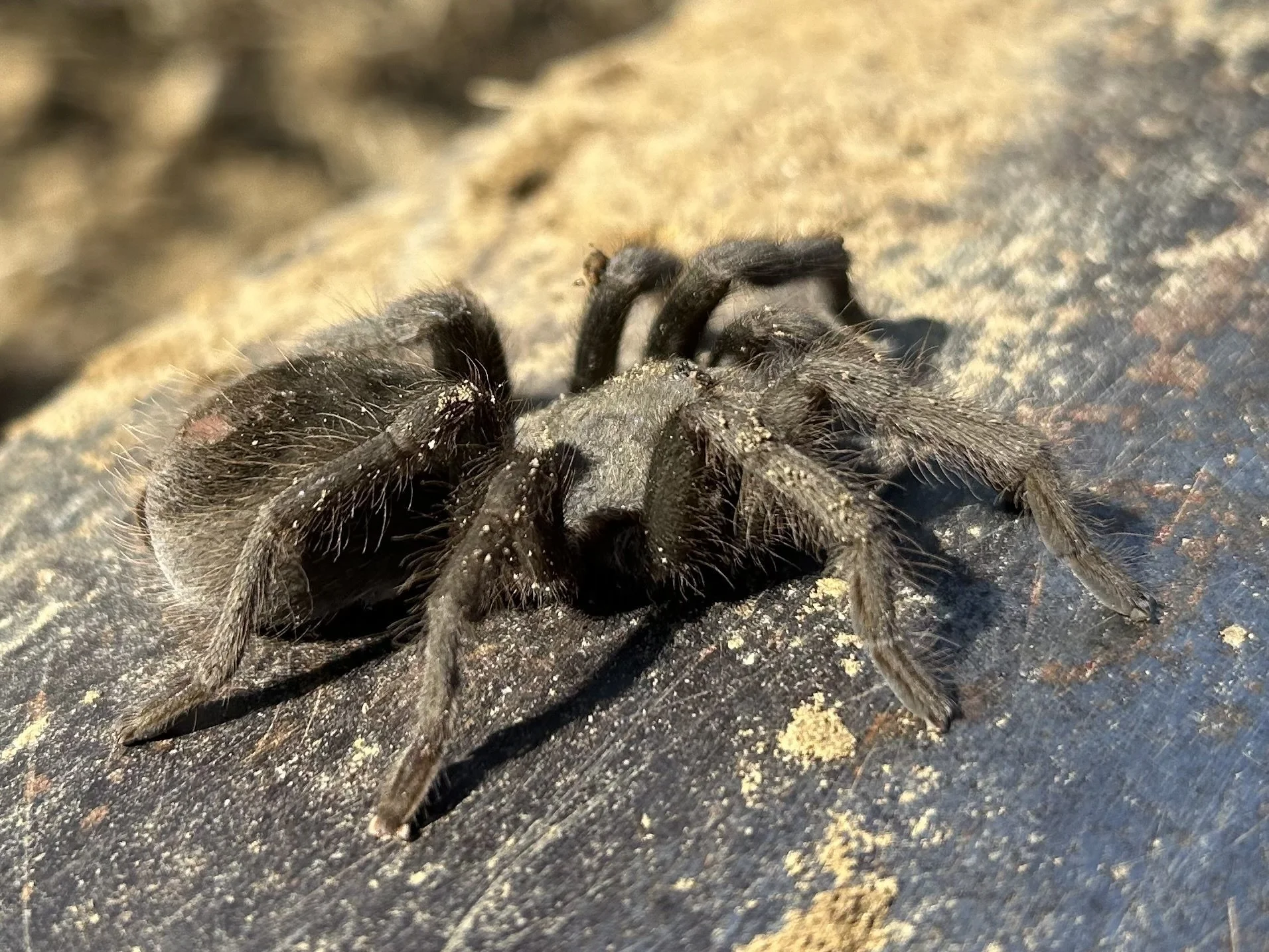 Steindachner's Ebony Tarantula / Wilacre