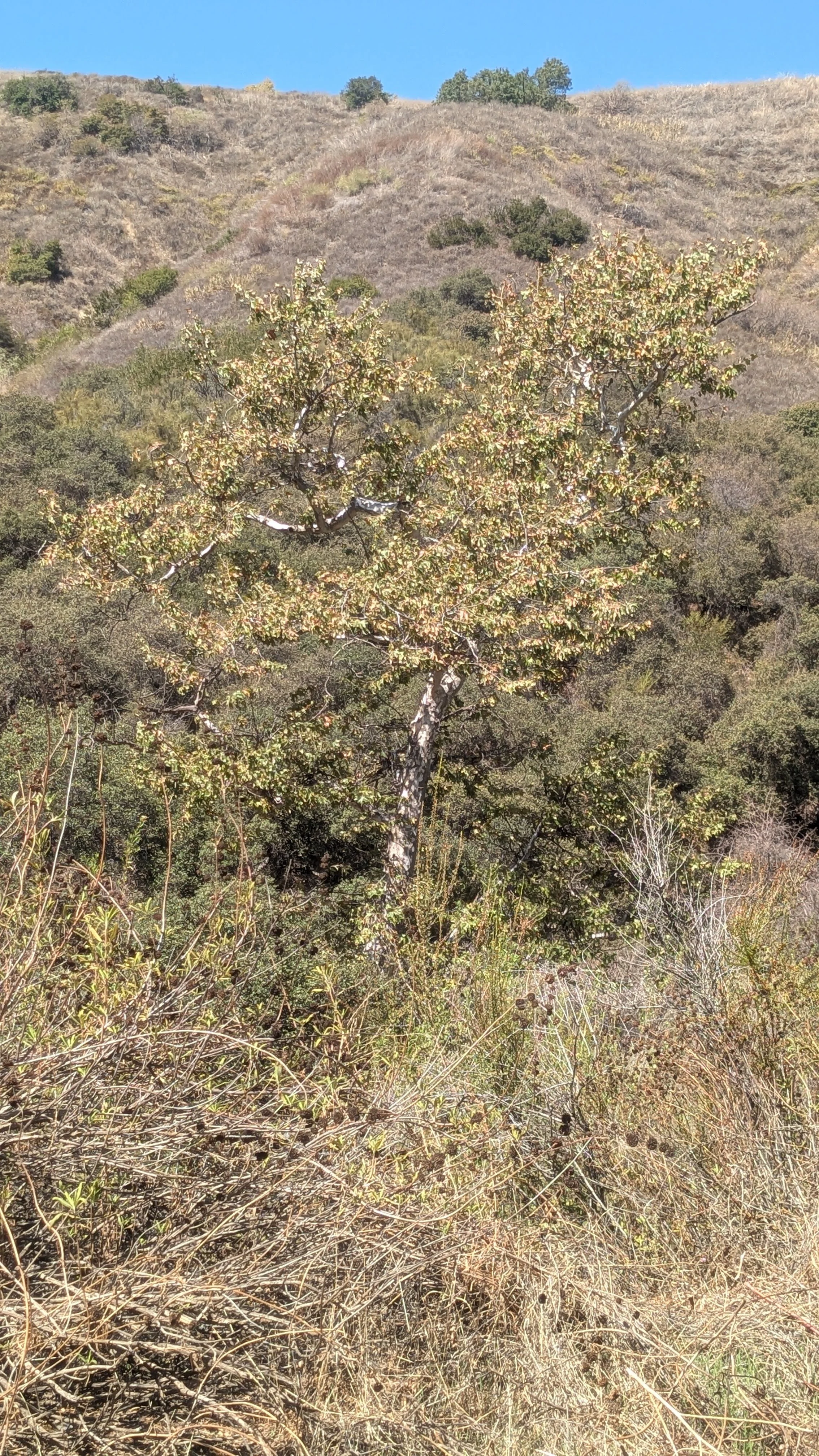 Caballero_Oak4.jpg