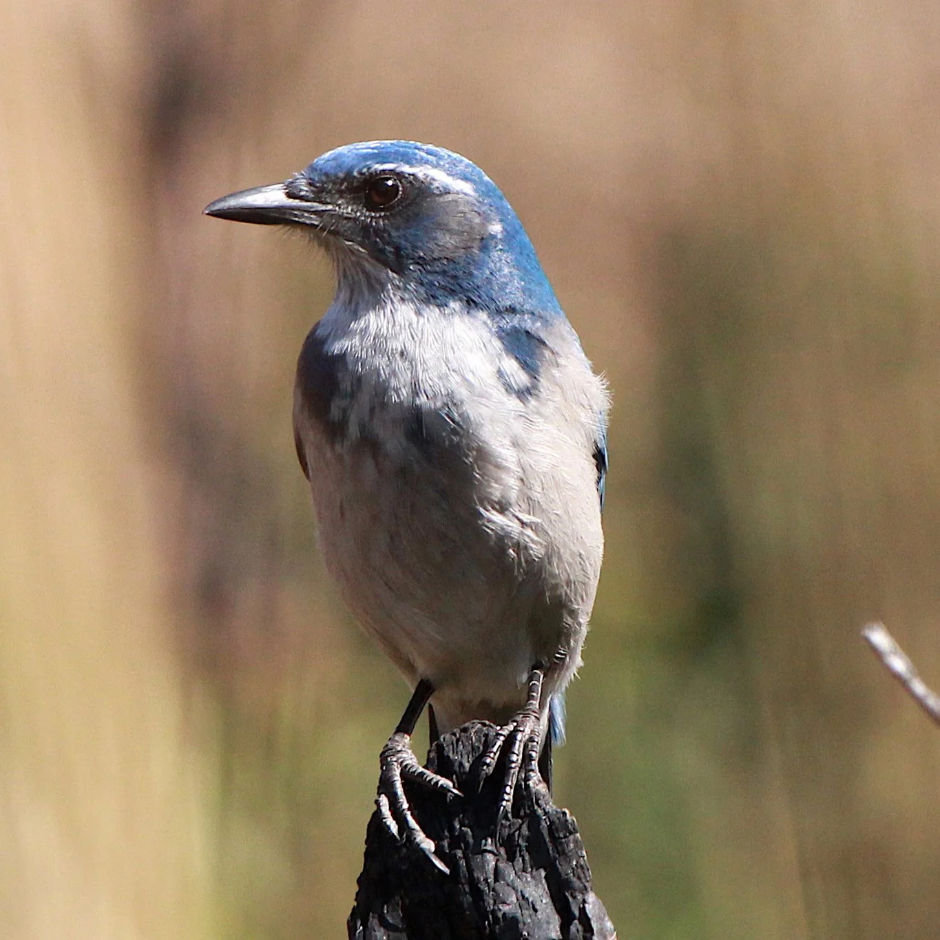 Scrub Jay / Corral Canyon
