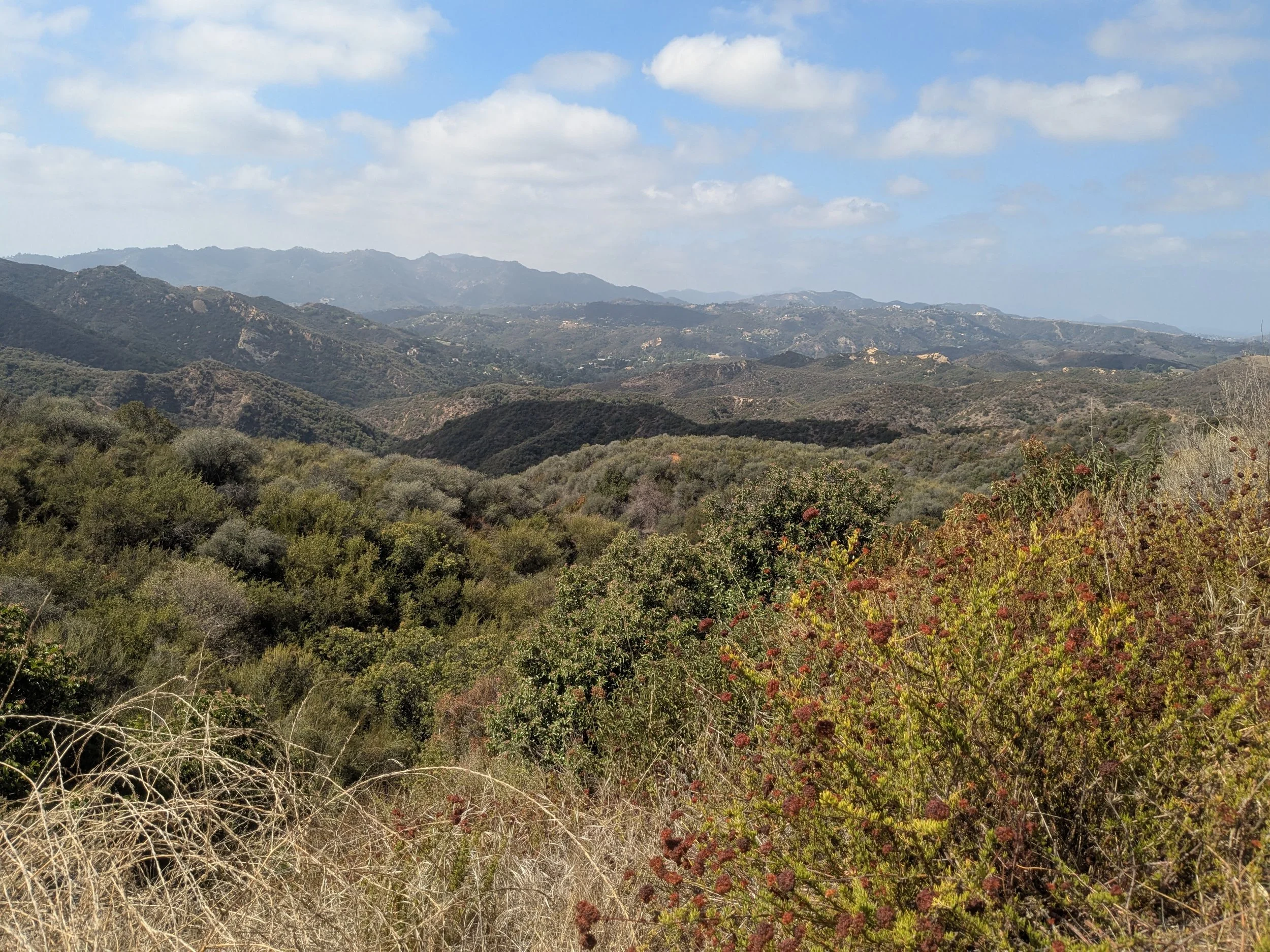 Reseda4_LR.jpg