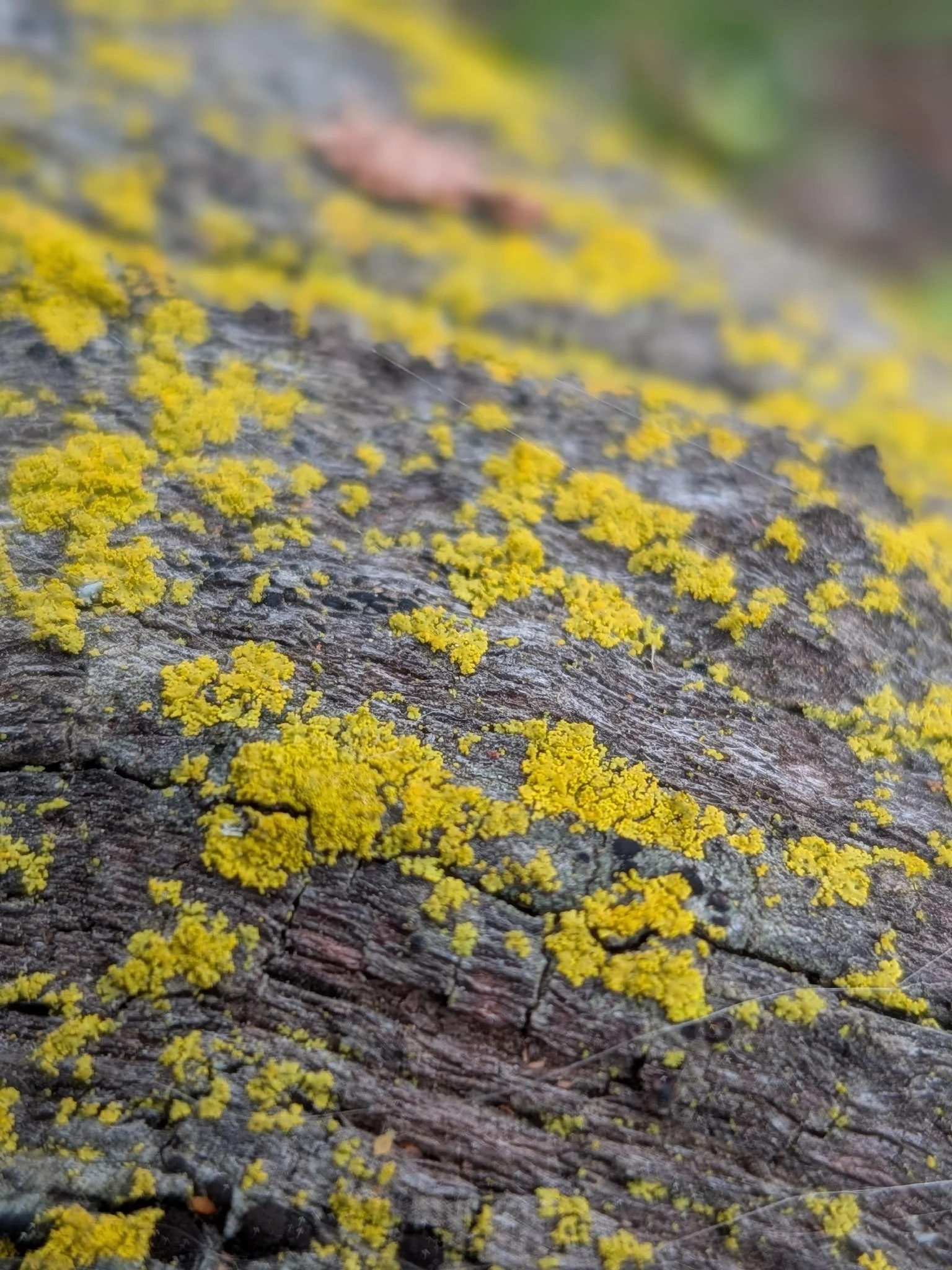 Pacific Candleflame Lichen / Wilacre