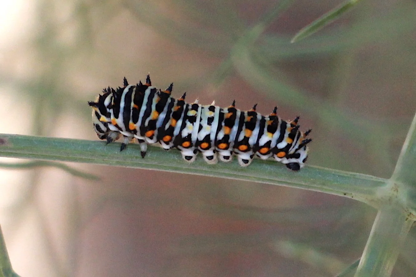 Anise Swallowtail / Corral Canyon