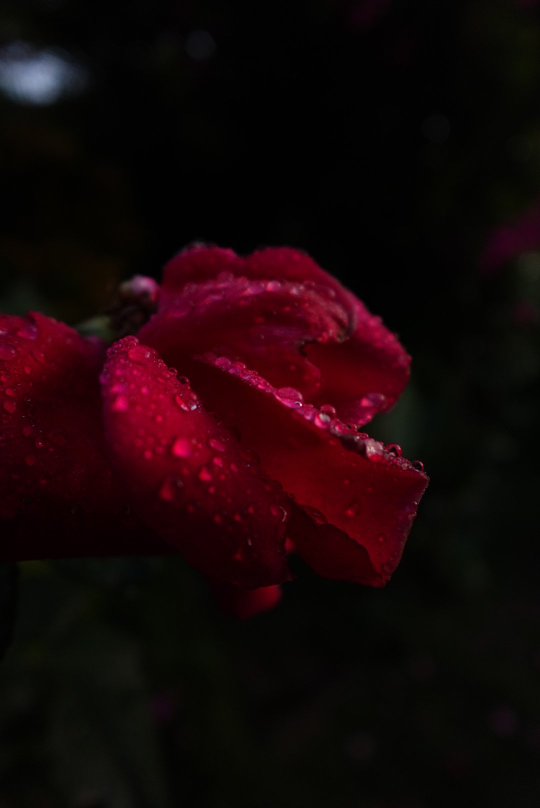 DSC03031.JPG