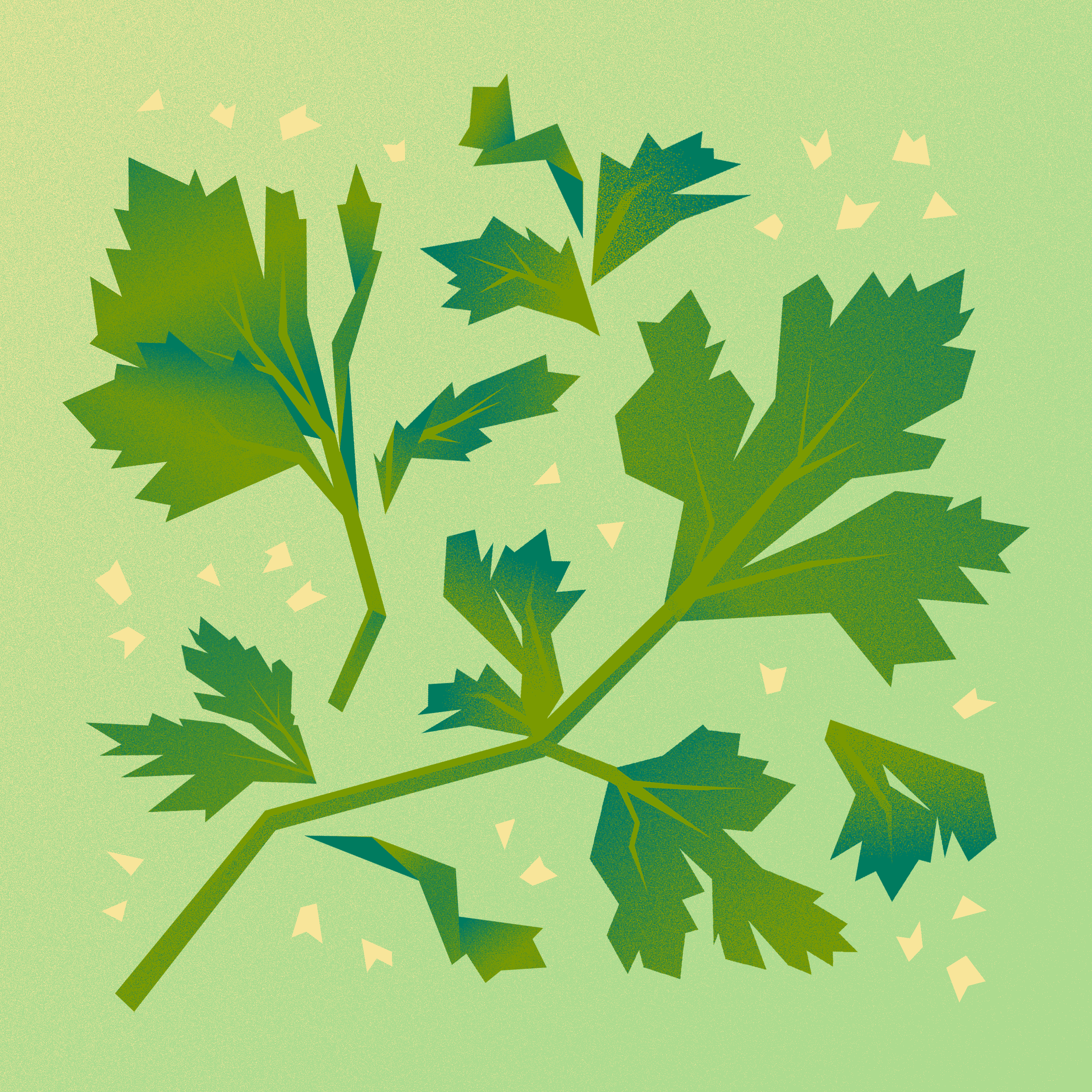 Cilantro.png