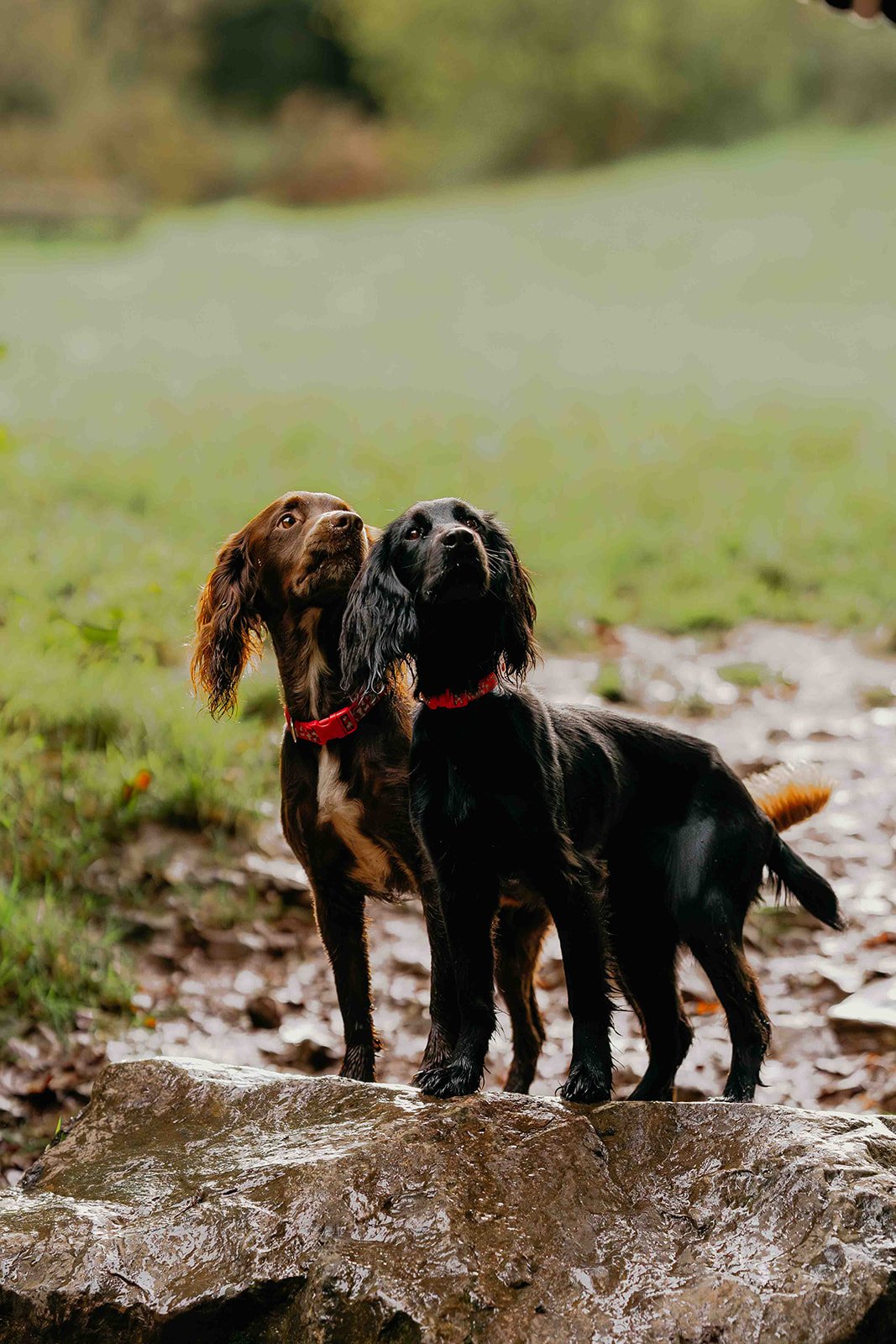 Two dogs, one with long brown fur and the other with black fur, standing on a wet rock outdoors in a natural setting.