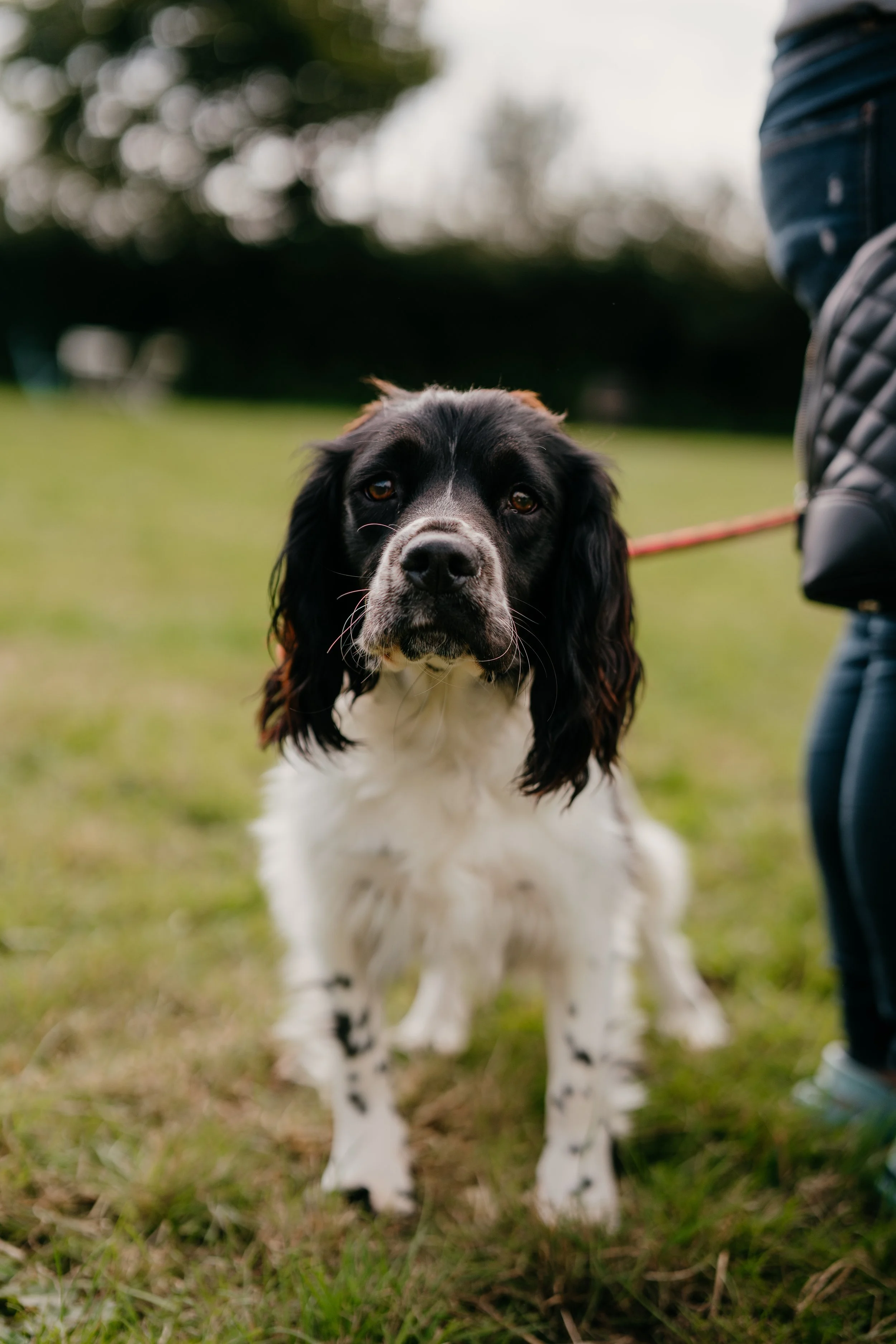 A black and white dog, possibly an English Springer Spaniel, standing on grass outdoors, facing the camera. Part of a person's leg and backpack are visible on the right side of the frame.